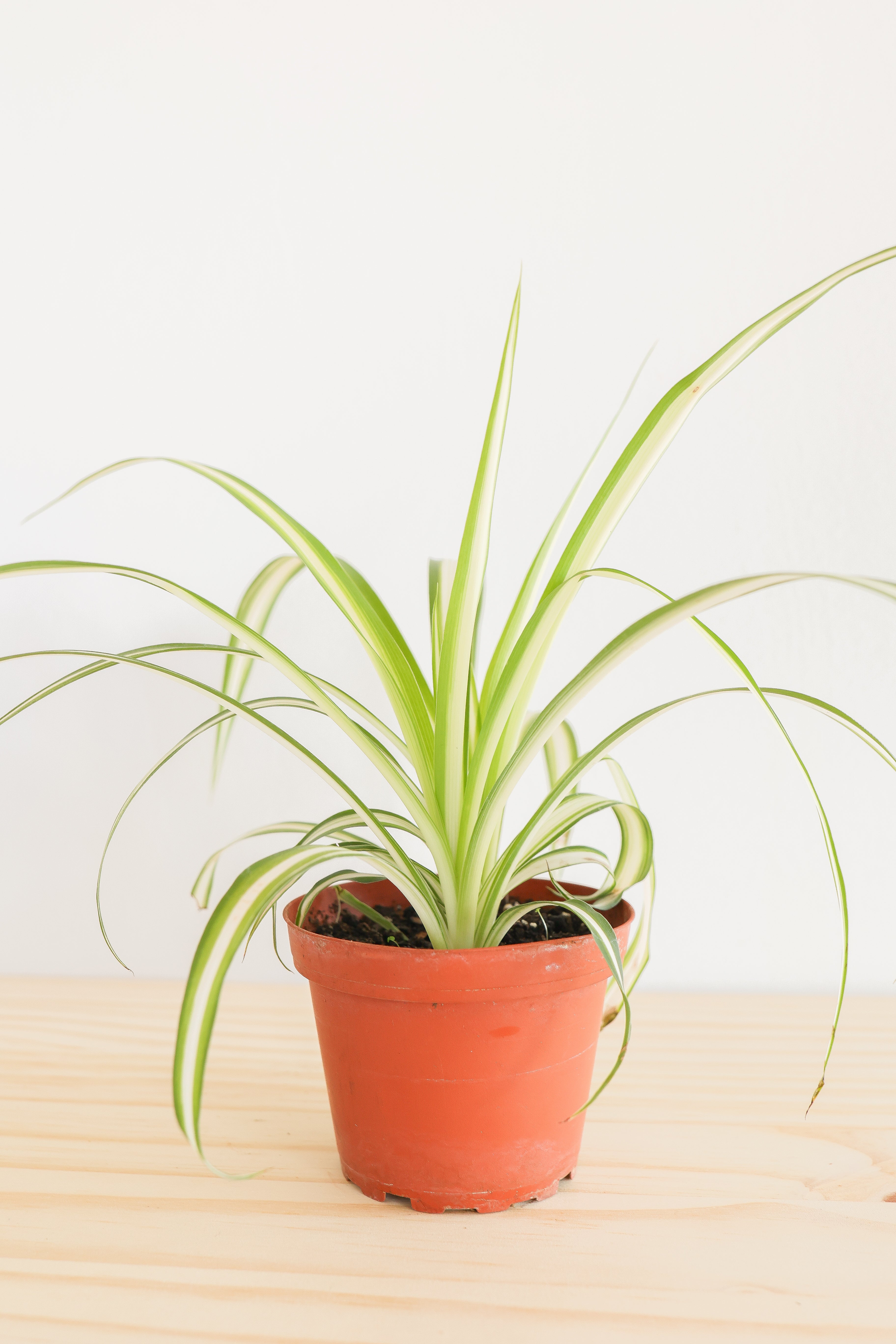 Spider Plant – Live Indoor Plant