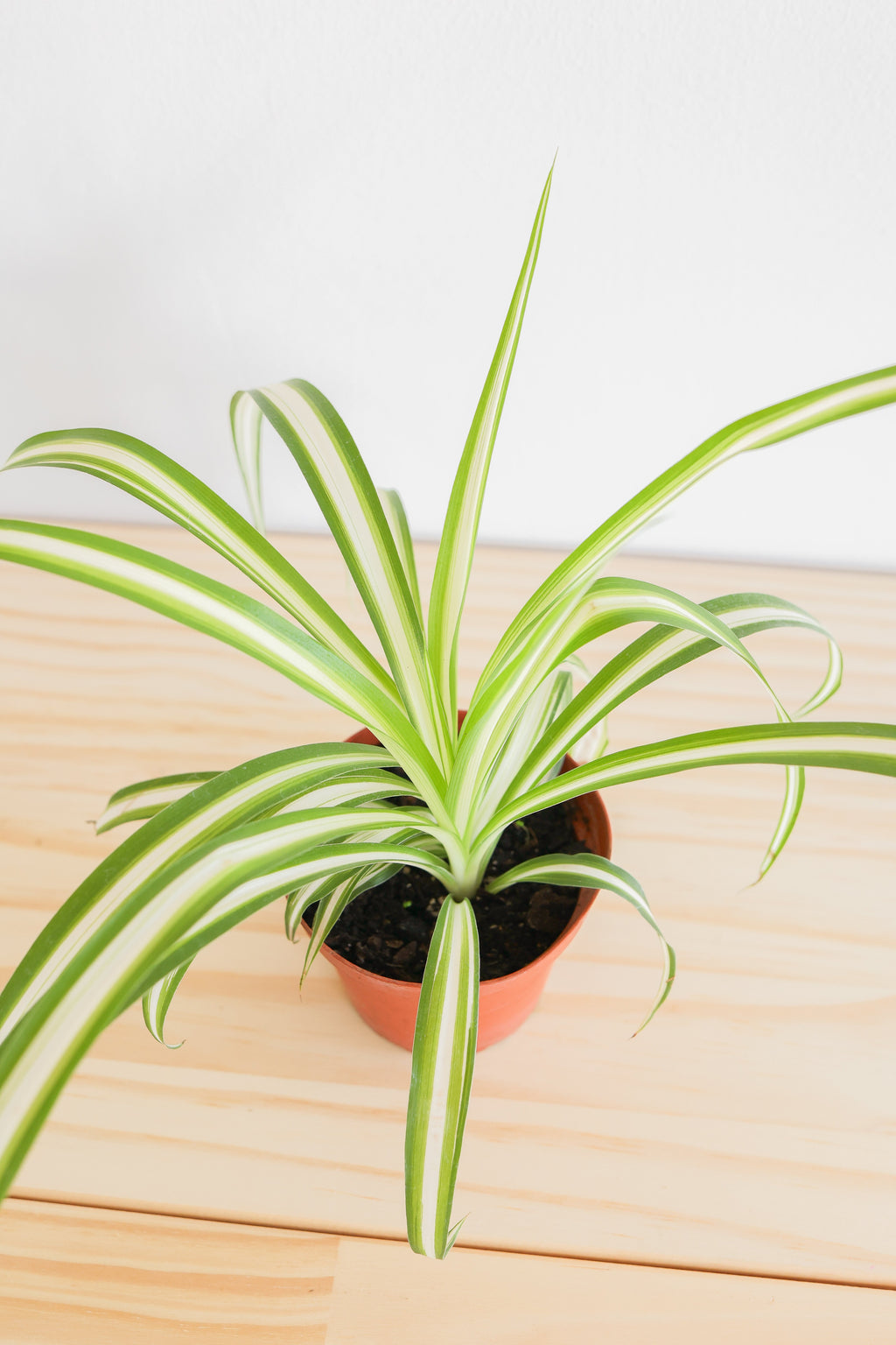 Spider Plant – Live Indoor Plant