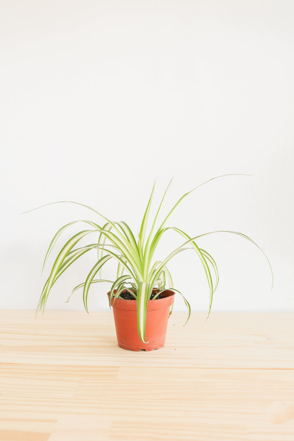 Spider Plant – Live Indoor Plant