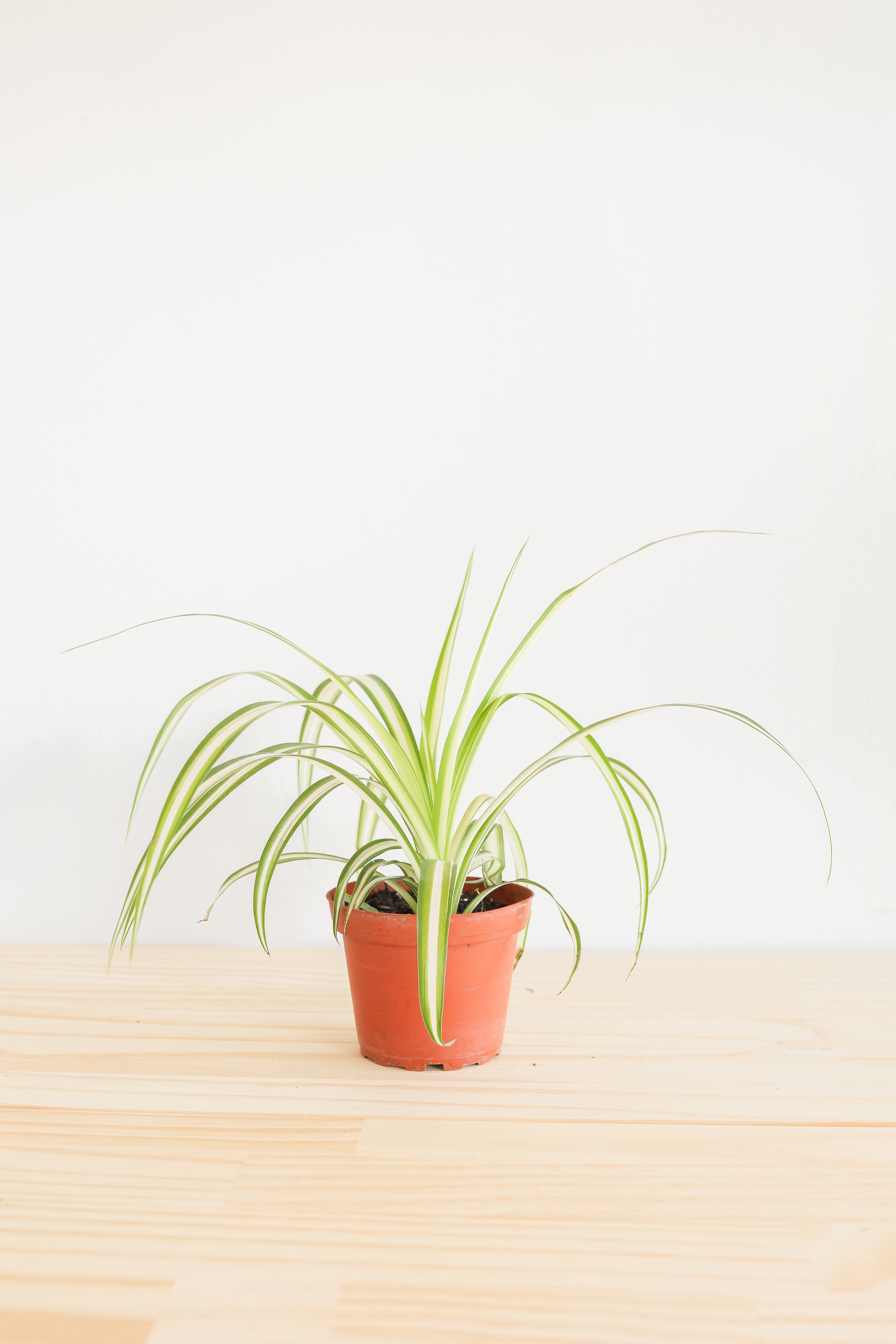 Spider Plant – Live Indoor Plant