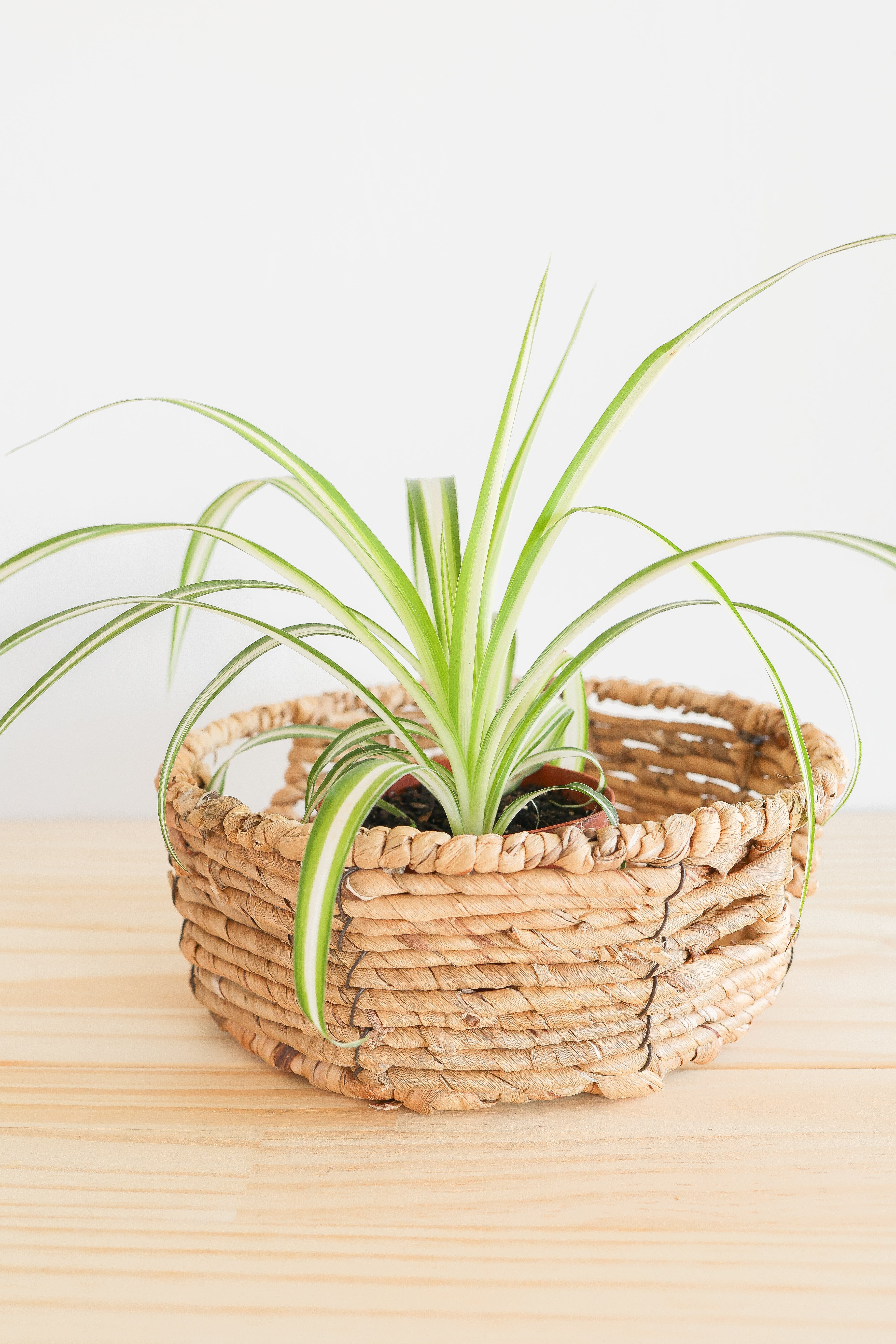 Spider Plant – Live Indoor Plant
