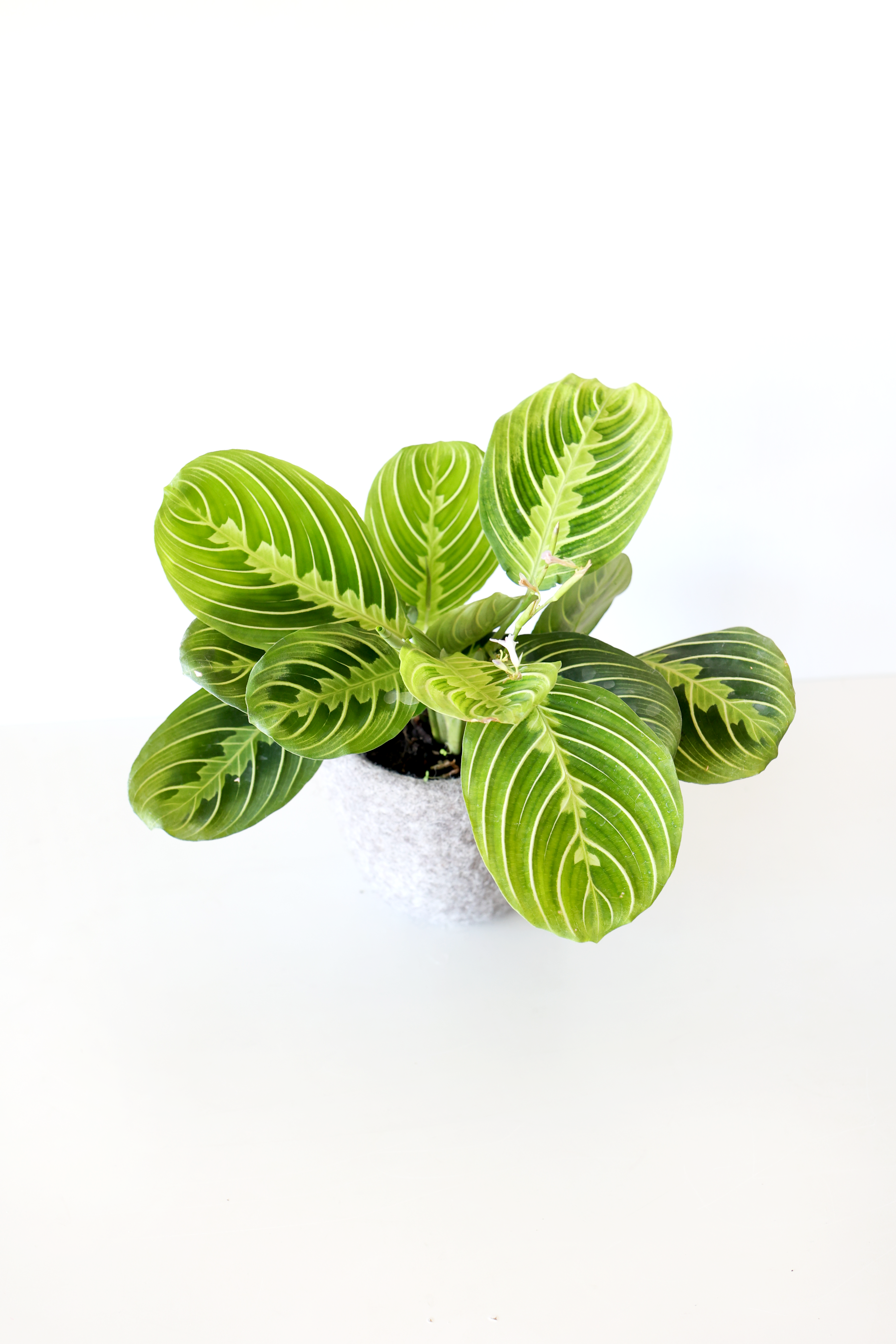 Lemon Lime Prayer Plant | Live Plant | Folds Like Hands in Prayer | Air-Purifying & Pet-Friendly | Perfect for the Christian Home | Jubilee Trading Co.