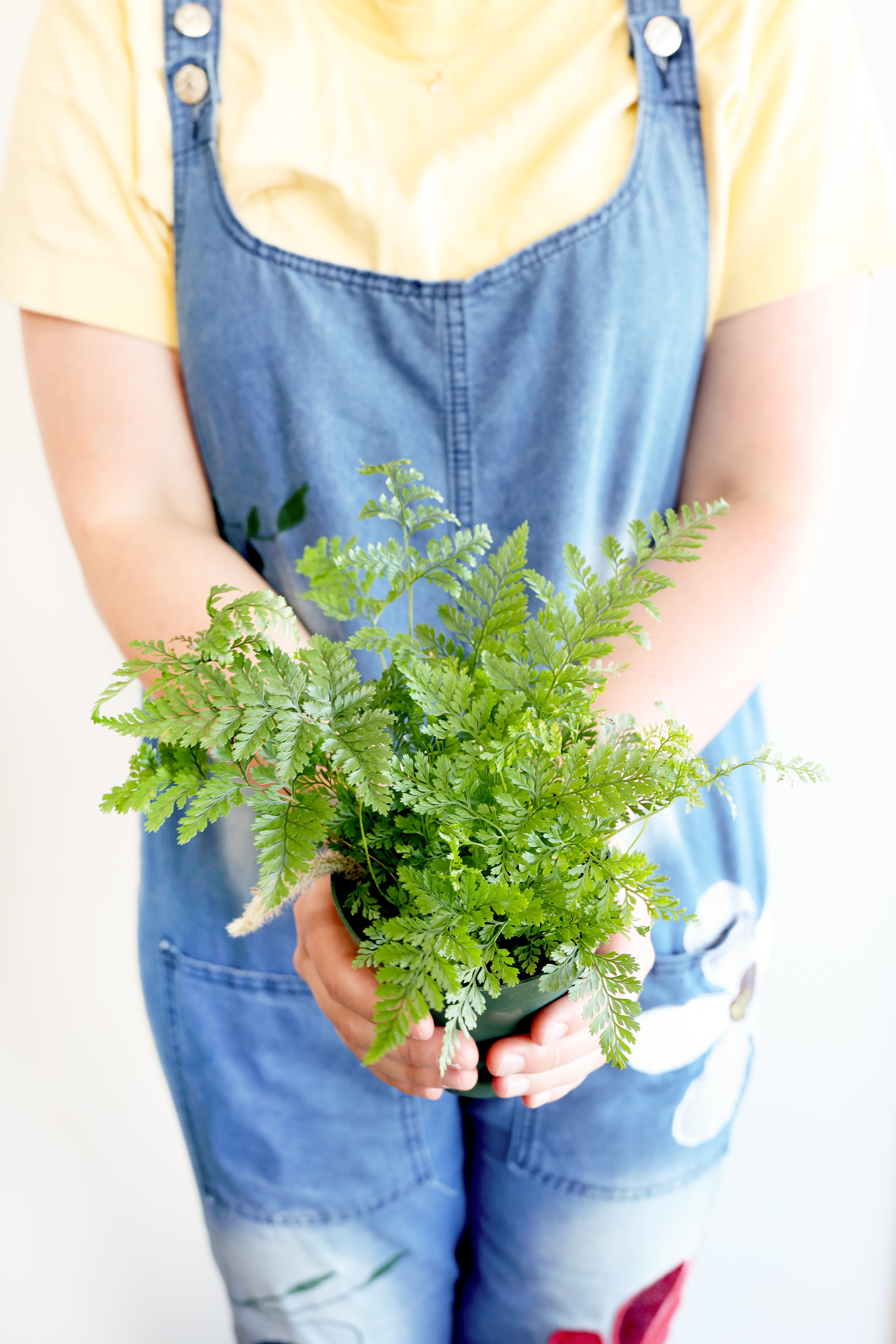 Live Indoor Fern – 4" Pot