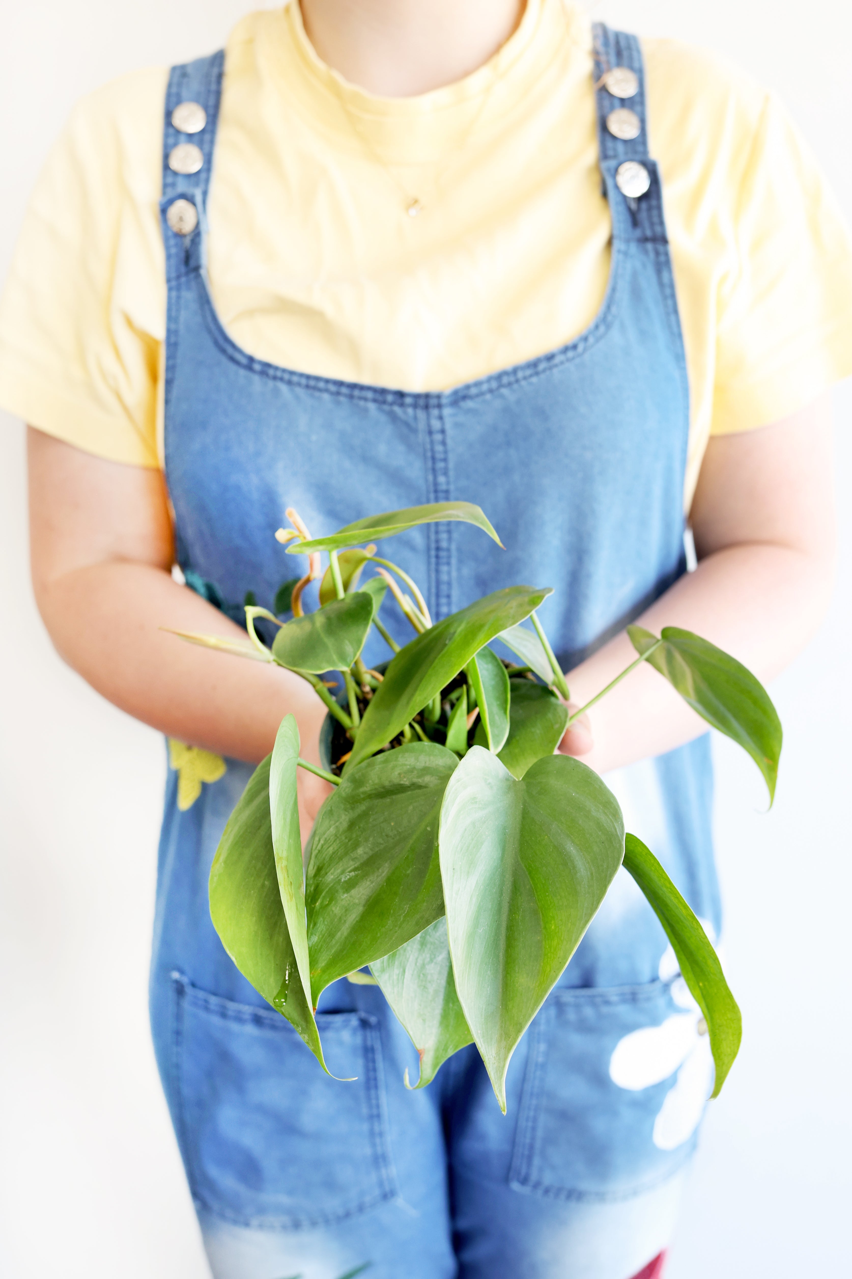 Heartleaf Philodendron – Live Indoor Plant