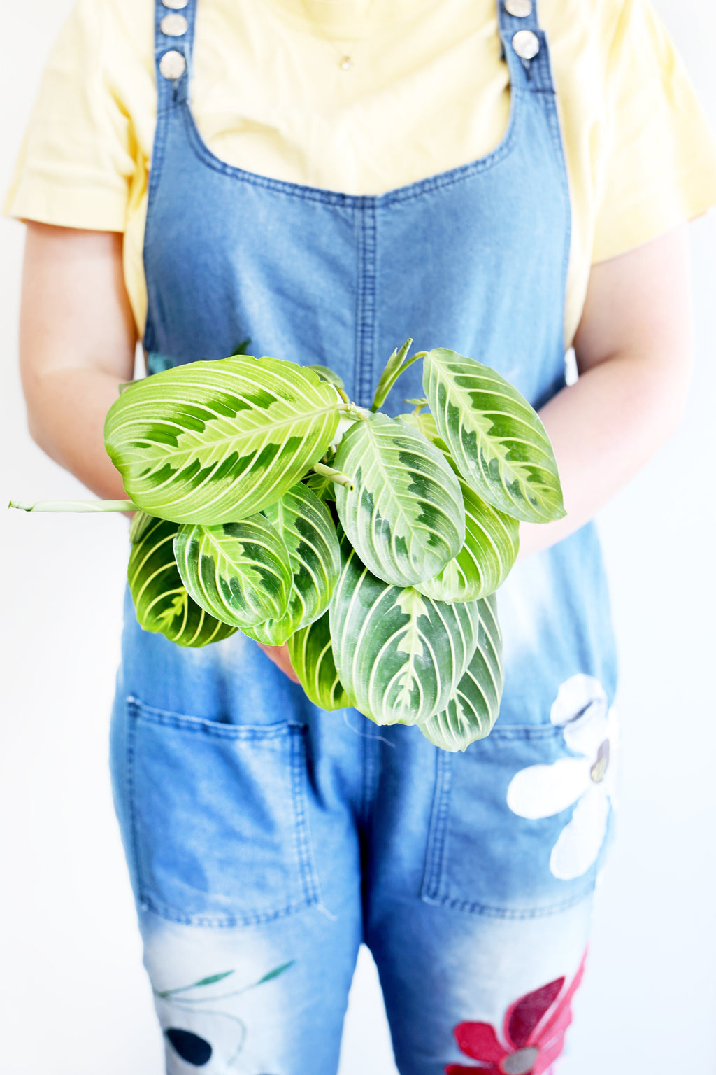 Lemon Lime Prayer Plant | Live Plant | Folds Like Hands in Prayer | Air-Purifying & Pet-Friendly | Perfect for the Christian Home | Jubilee Trading Co.