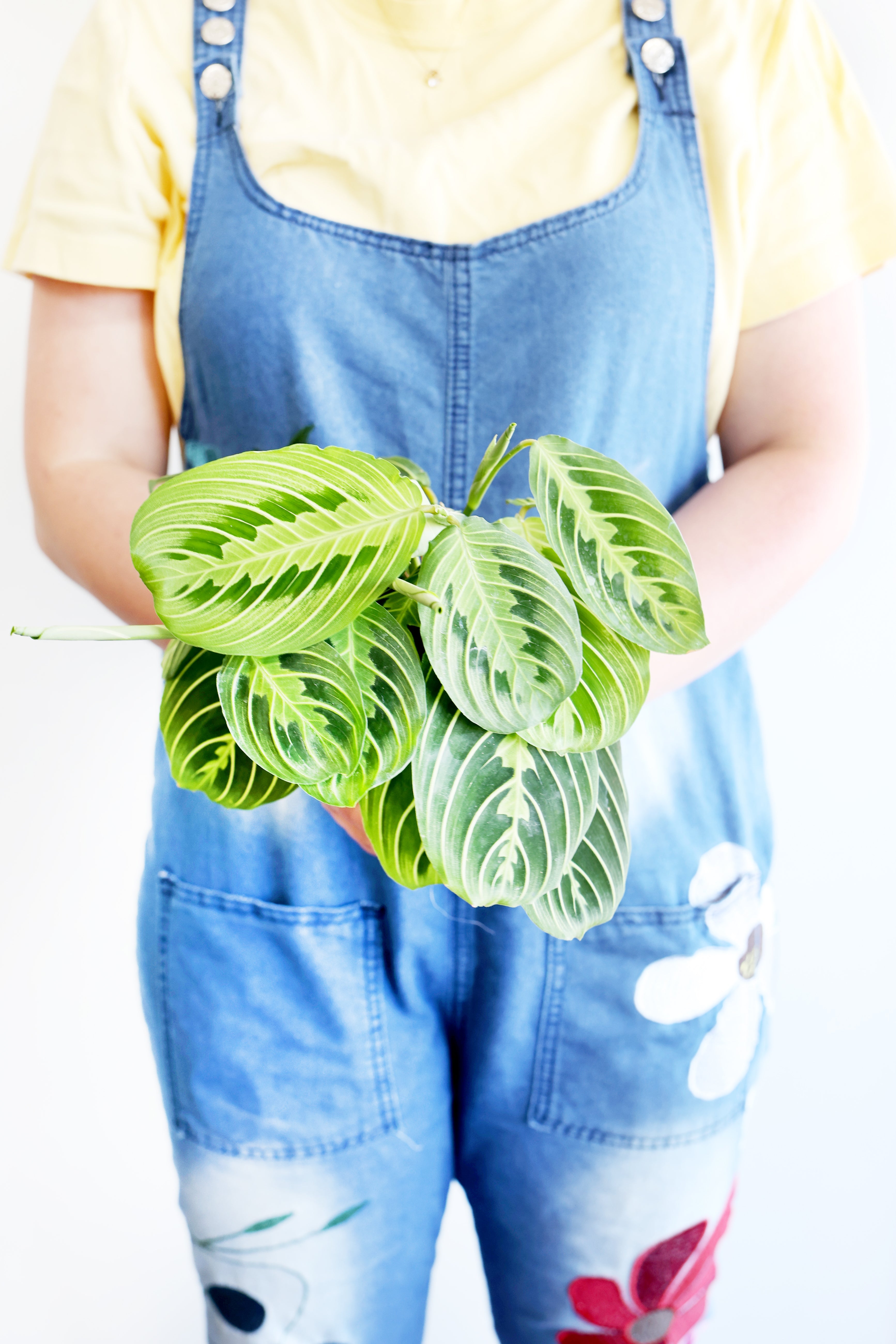 Lemon Lime Prayer Plant | Live Plant | Folds Like Hands in Prayer | Air-Purifying & Pet-Friendly | Perfect for the Christian Home | Jubilee Trading Co.