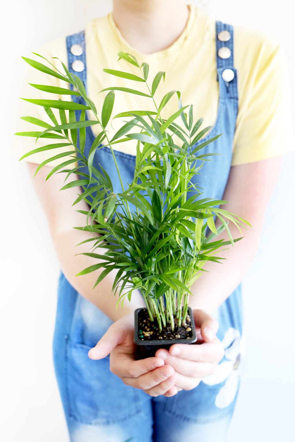 Parlor Palm | Live Plant | Low-Maintenance | Thrives in Low Light | Air-Purifying & Pet-Safe | 3" or 4" | Jubilee Trading Co.