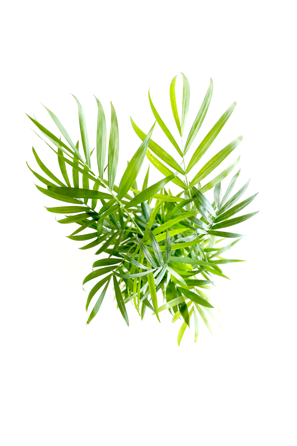 Parlor Palm | Live Plant | Low-Maintenance | Thrives in Low Light | Air-Purifying & Pet-Safe | 3" or 4" | Jubilee Trading Co.