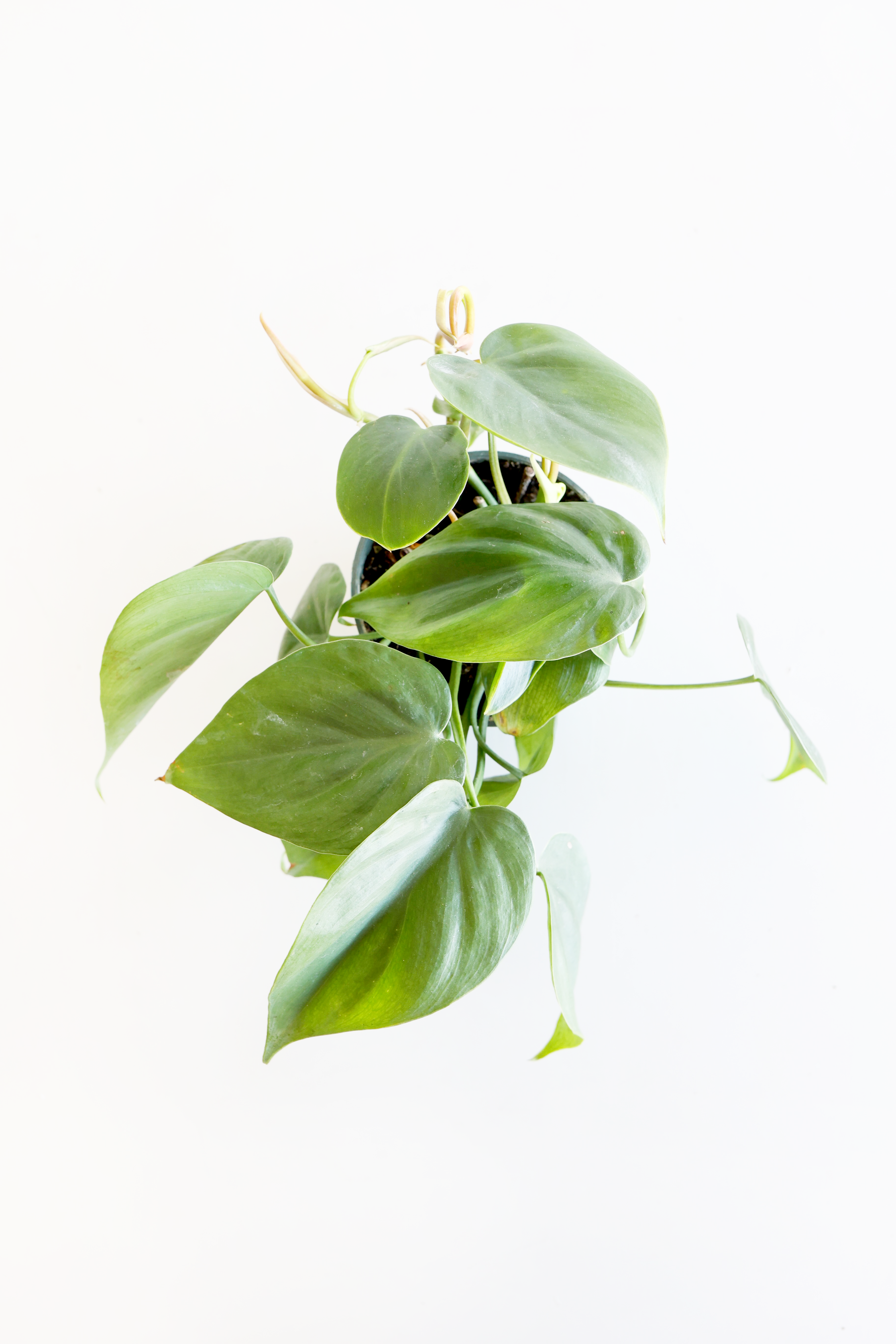 Heartleaf Philodendron – Live Indoor Plant