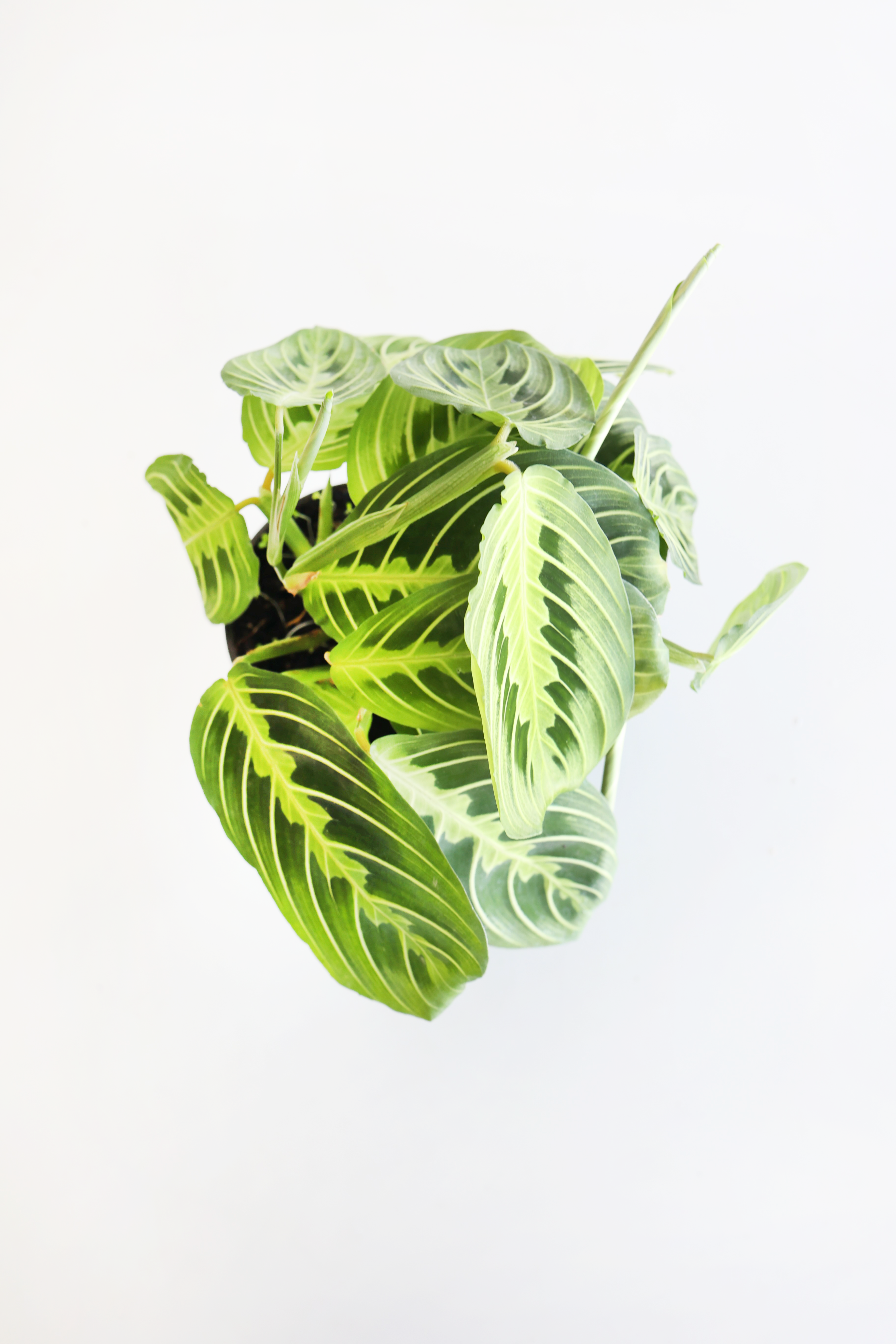 Lemon Lime Prayer Plant | Live Plant | Folds Like Hands in Prayer | Air-Purifying & Pet-Friendly | Perfect for the Christian Home | Jubilee Trading Co.