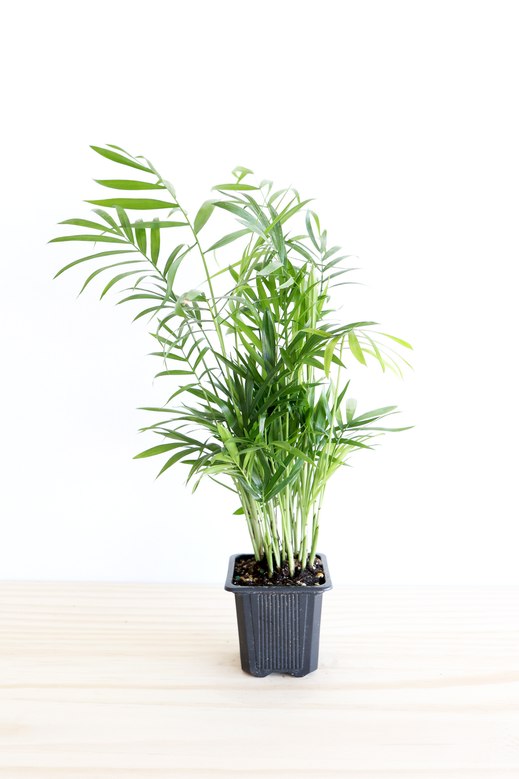 Parlor Palm | Live Plant | Low-Maintenance | Thrives in Low Light | Air-Purifying & Pet-Safe | 3" or 4" | Jubilee Trading Co.
