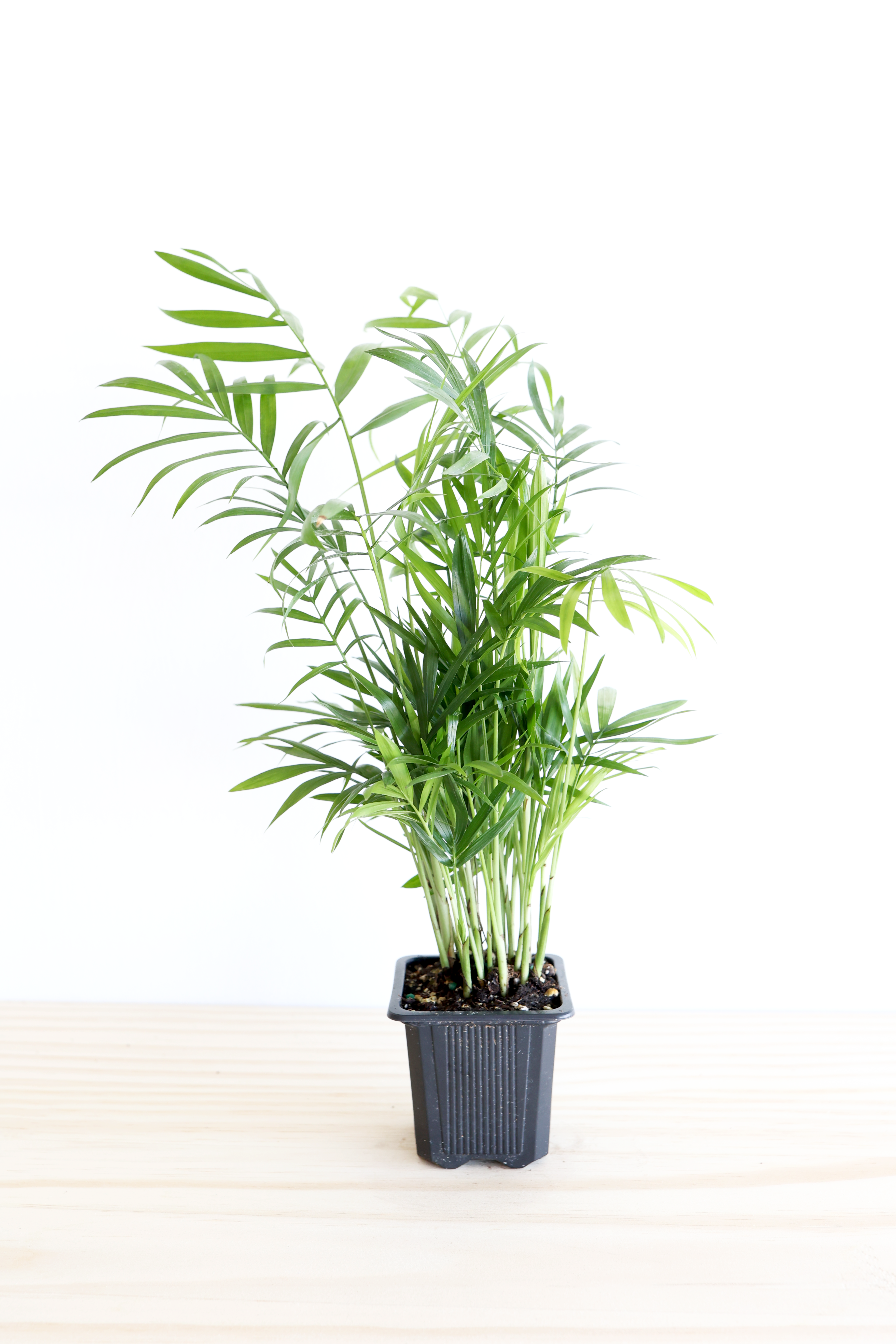 Parlor Palm | Live Plant | Low-Maintenance | Thrives in Low Light | Air-Purifying & Pet-Safe | 3" or 4" | Jubilee Trading Co.
