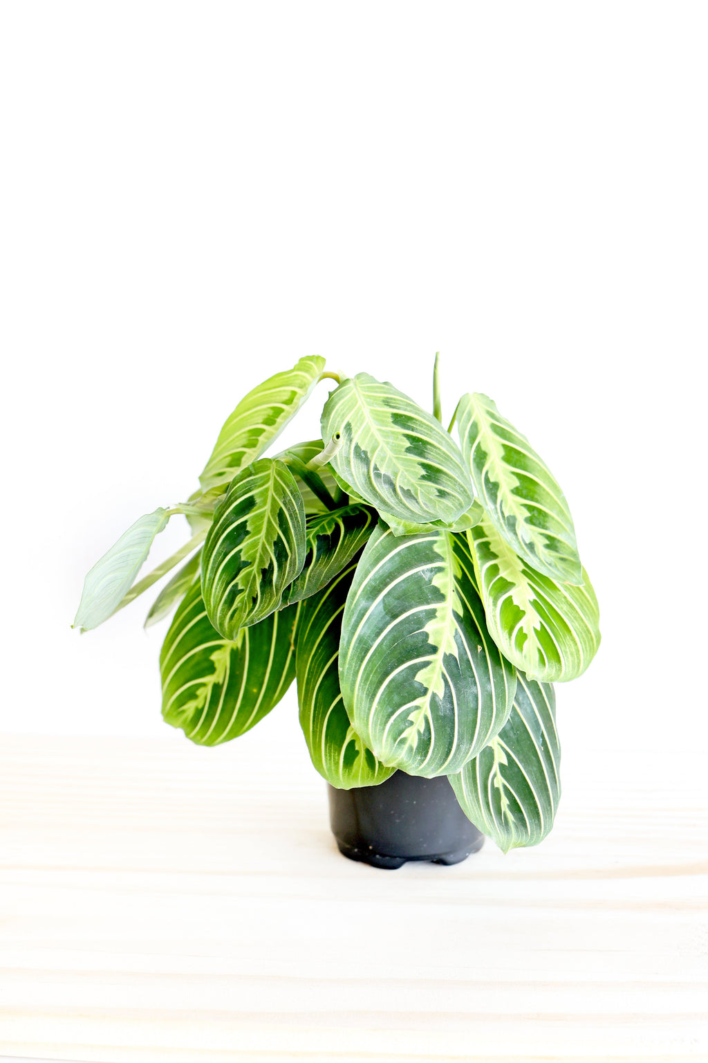 Lemon Lime Prayer Plant | Live Plant | Folds Like Hands in Prayer | Air-Purifying & Pet-Friendly | Perfect for the Christian Home | Jubilee Trading Co.