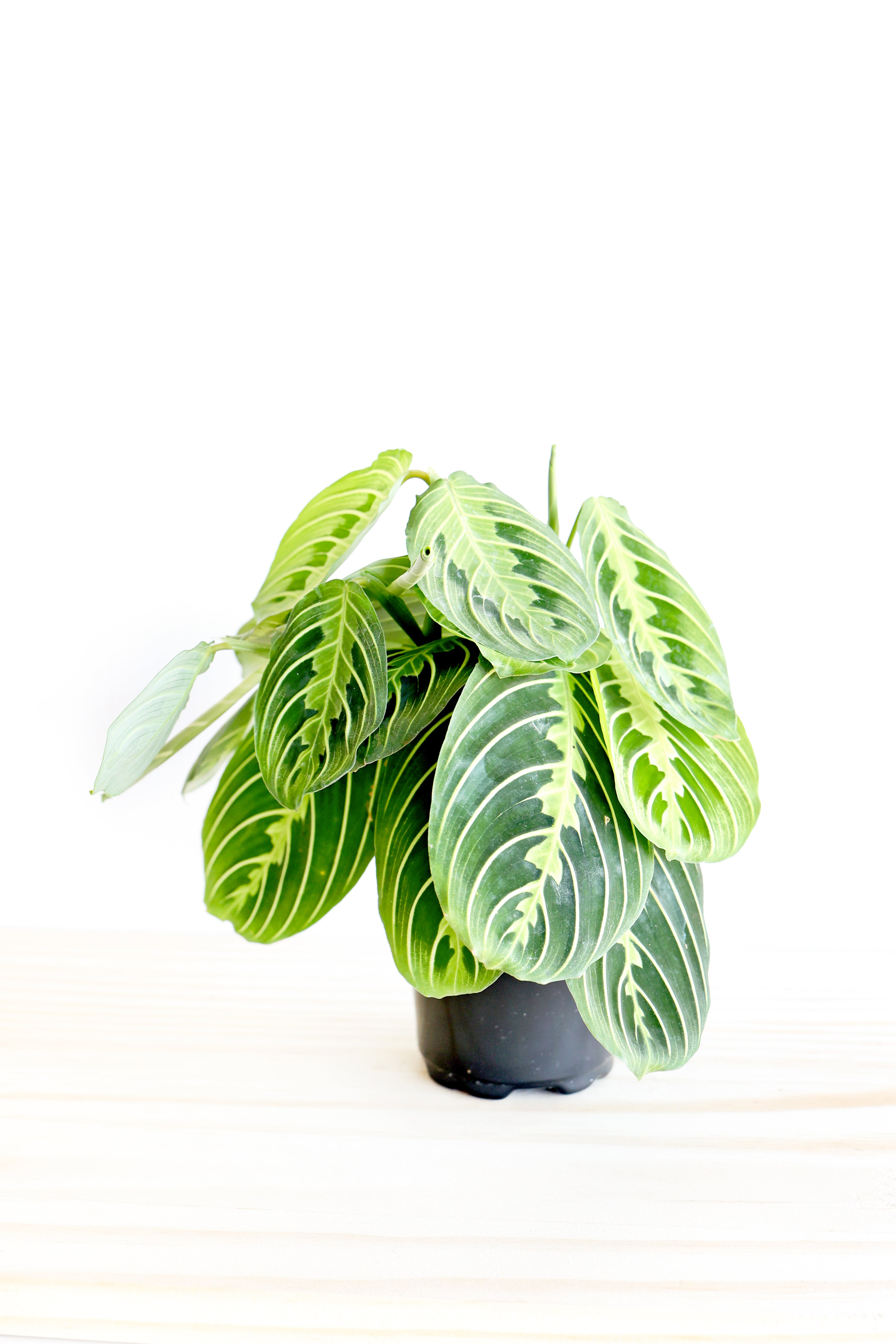 Lemon Lime Prayer Plant | Live Plant | Folds Like Hands in Prayer | Air-Purifying & Pet-Friendly | Perfect for the Christian Home | Jubilee Trading Co.