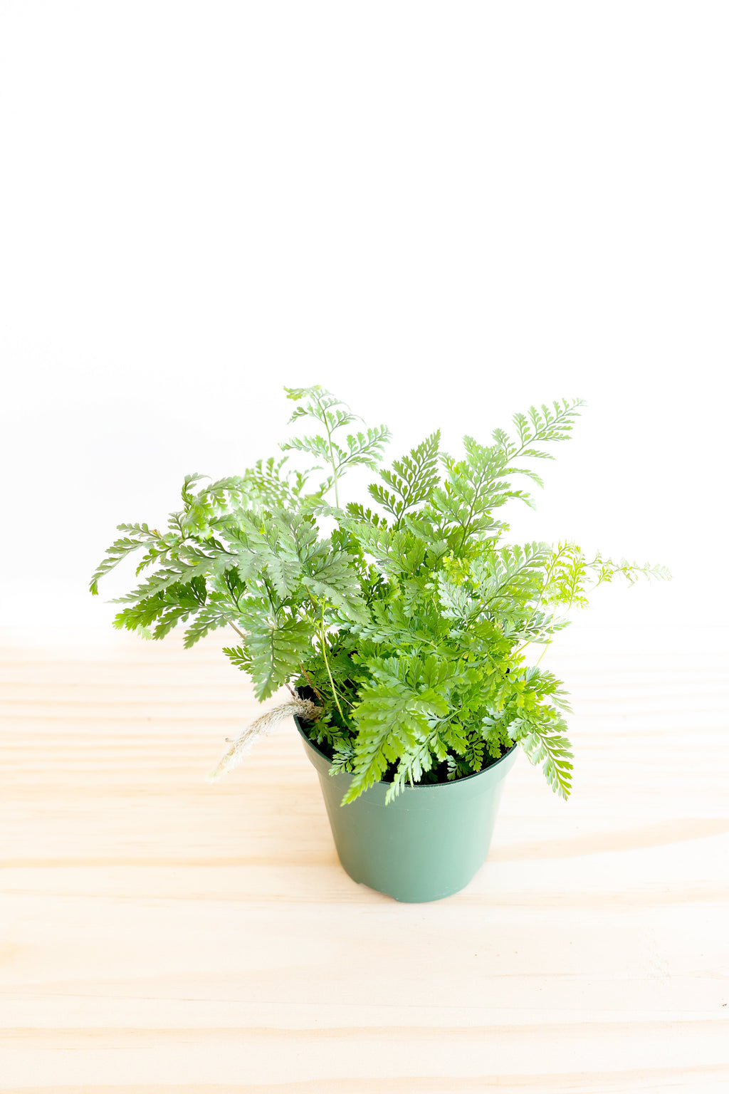 Live Indoor Fern – 4" Pot