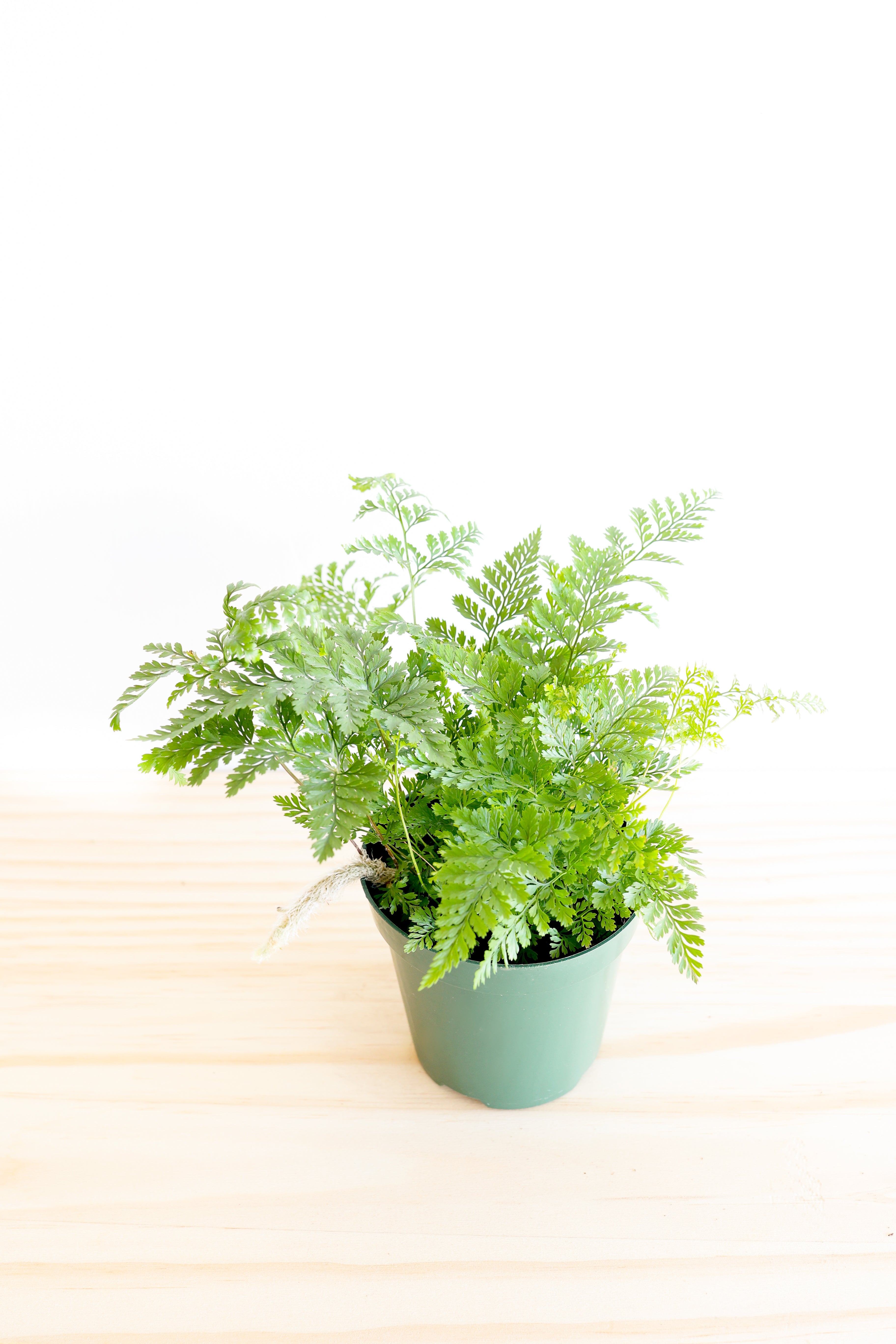 Live Indoor Fern – 4" Pot