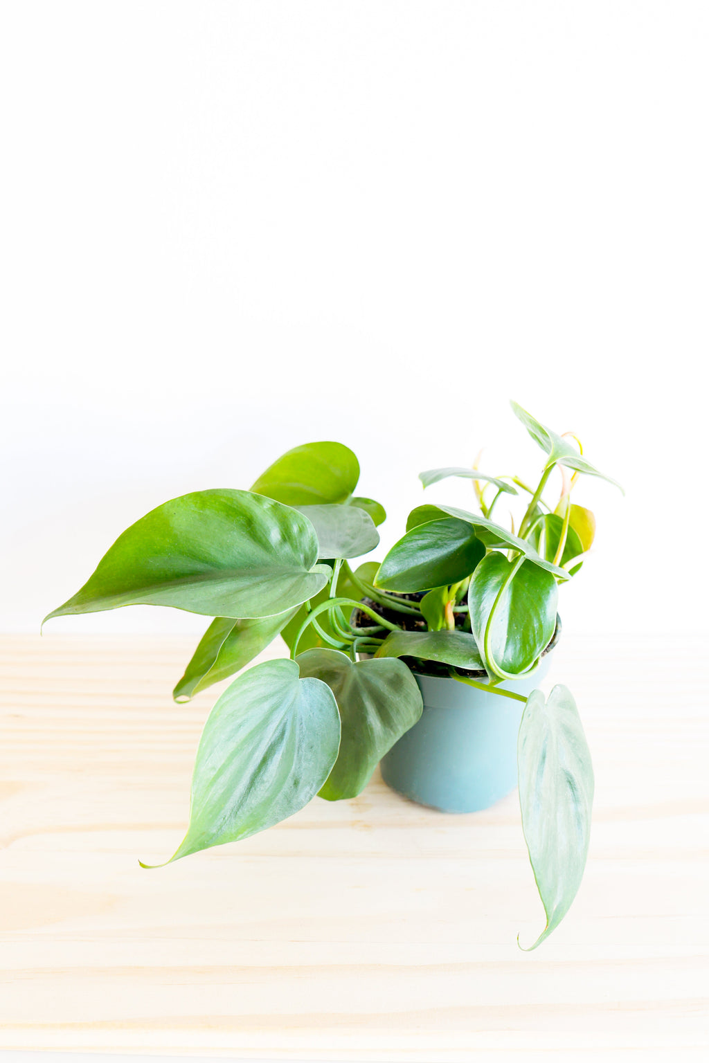 Heartleaf Philodendron – Live Indoor Plant