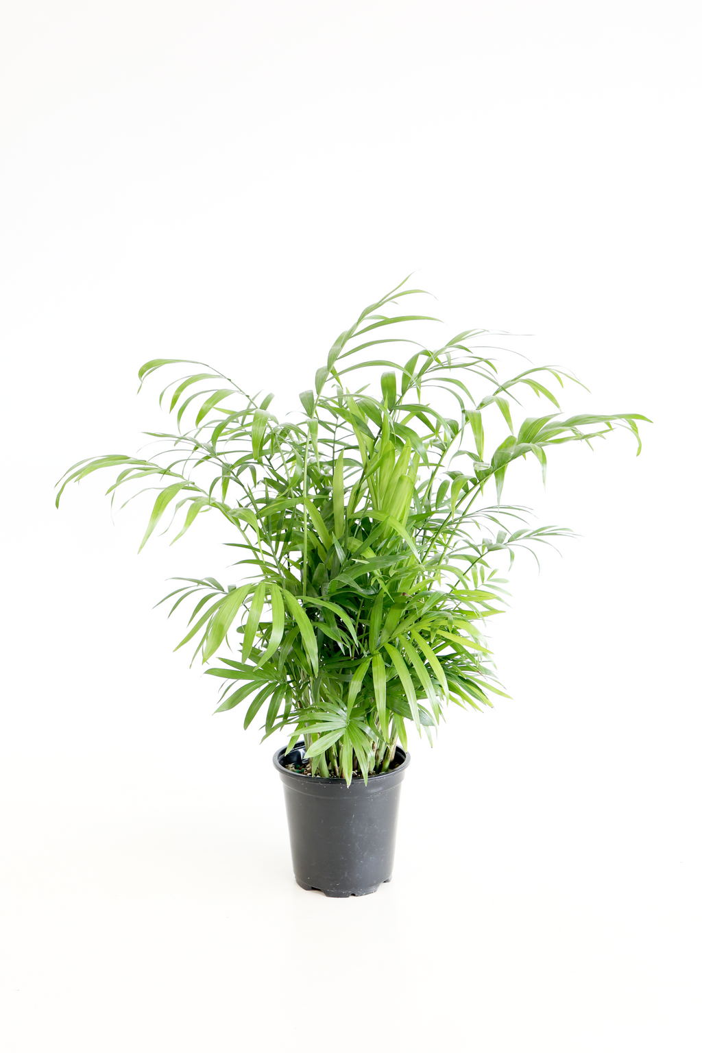 Parlor Palm | Live Plant | Low-Maintenance | Thrives in Low Light | Air-Purifying & Pet-Safe | 3" or 4" | Jubilee Trading Co.