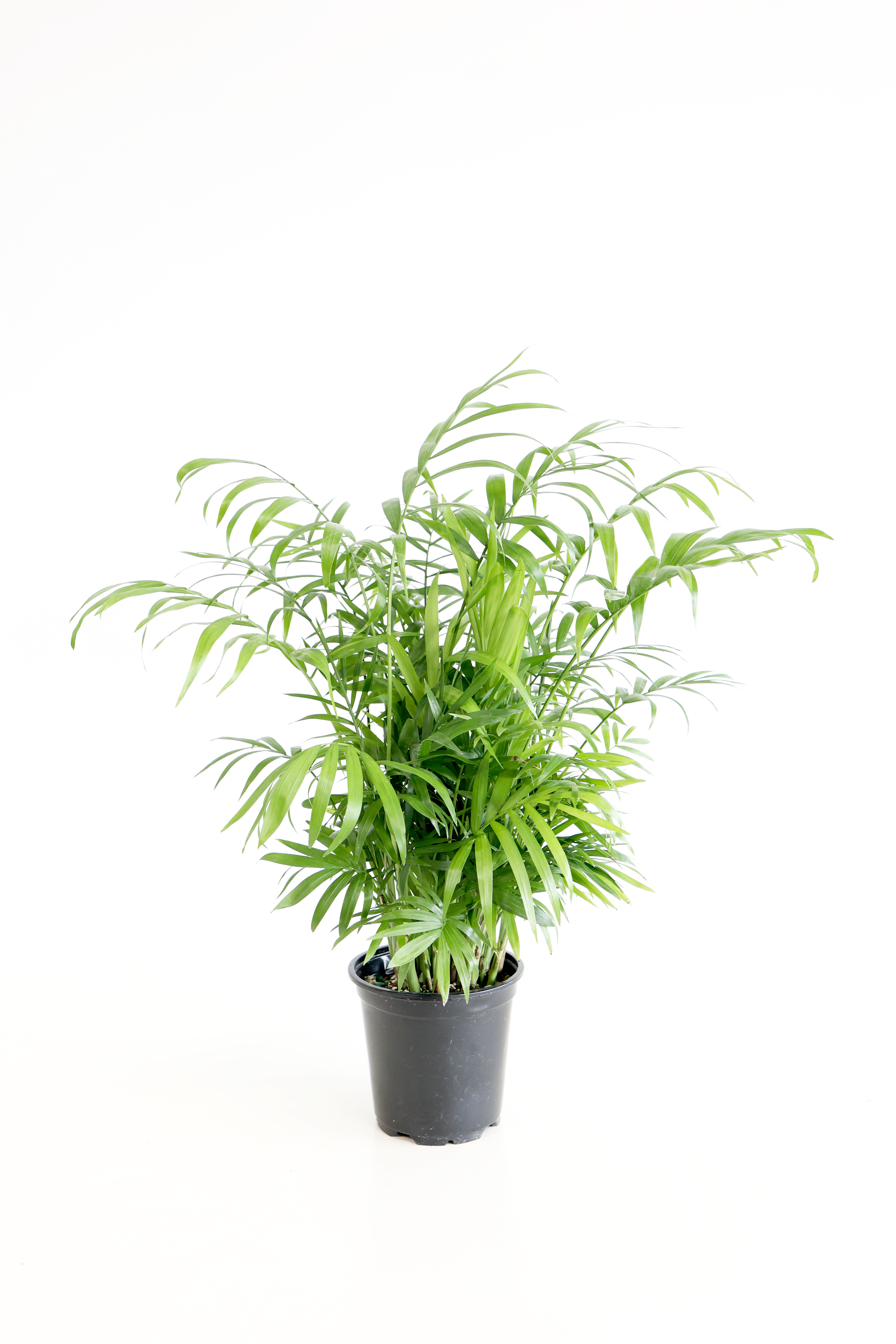Parlor Palm | Live Plant | Low-Maintenance | Thrives in Low Light | Air-Purifying & Pet-Safe | 3" or 4" | Jubilee Trading Co.
