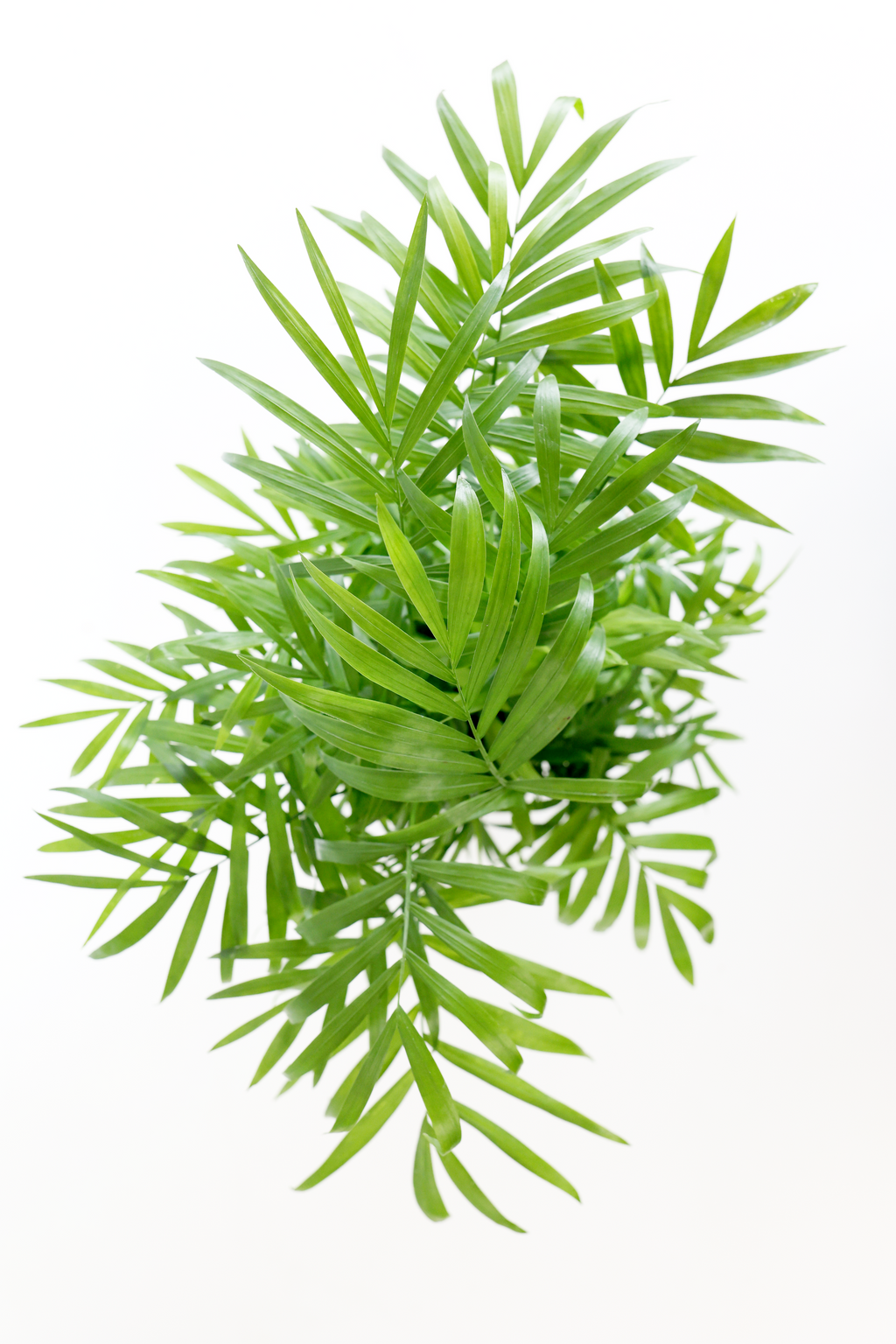 Parlor Palm | Live Plant | Low-Maintenance | Thrives in Low Light | Air-Purifying & Pet-Safe | 3" or 4" | Jubilee Trading Co.