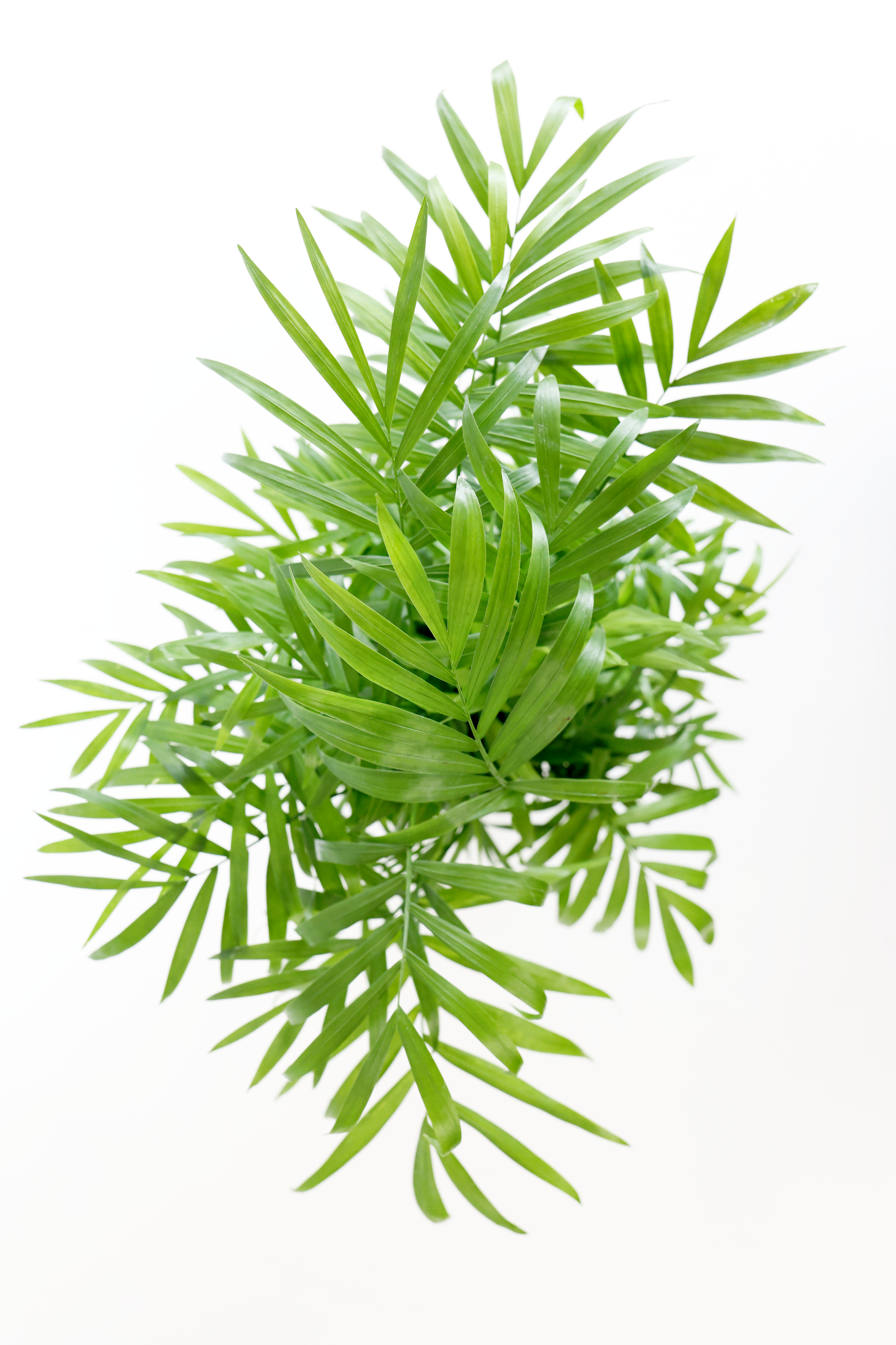 Parlor Palm | Live Plant | Low-Maintenance | Thrives in Low Light | Air-Purifying & Pet-Safe | 3" or 4" | Jubilee Trading Co.