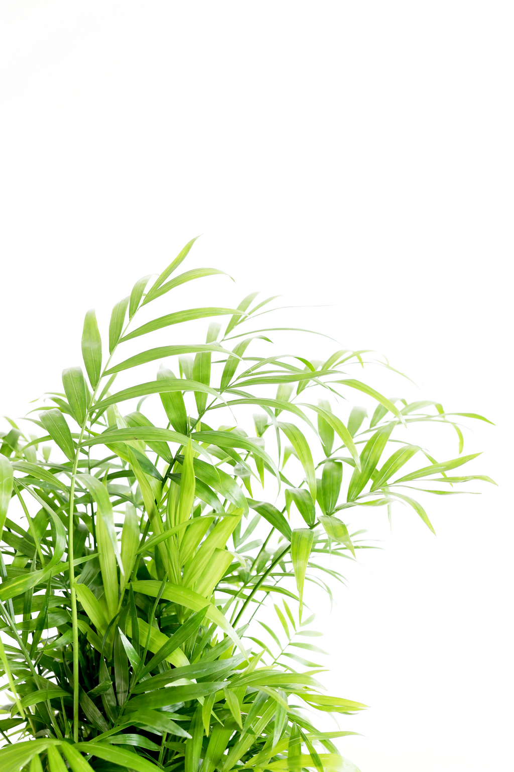 Parlor Palm | Live Plant | Low-Maintenance | Thrives in Low Light | Air-Purifying & Pet-Safe | 3" or 4" | Jubilee Trading Co.