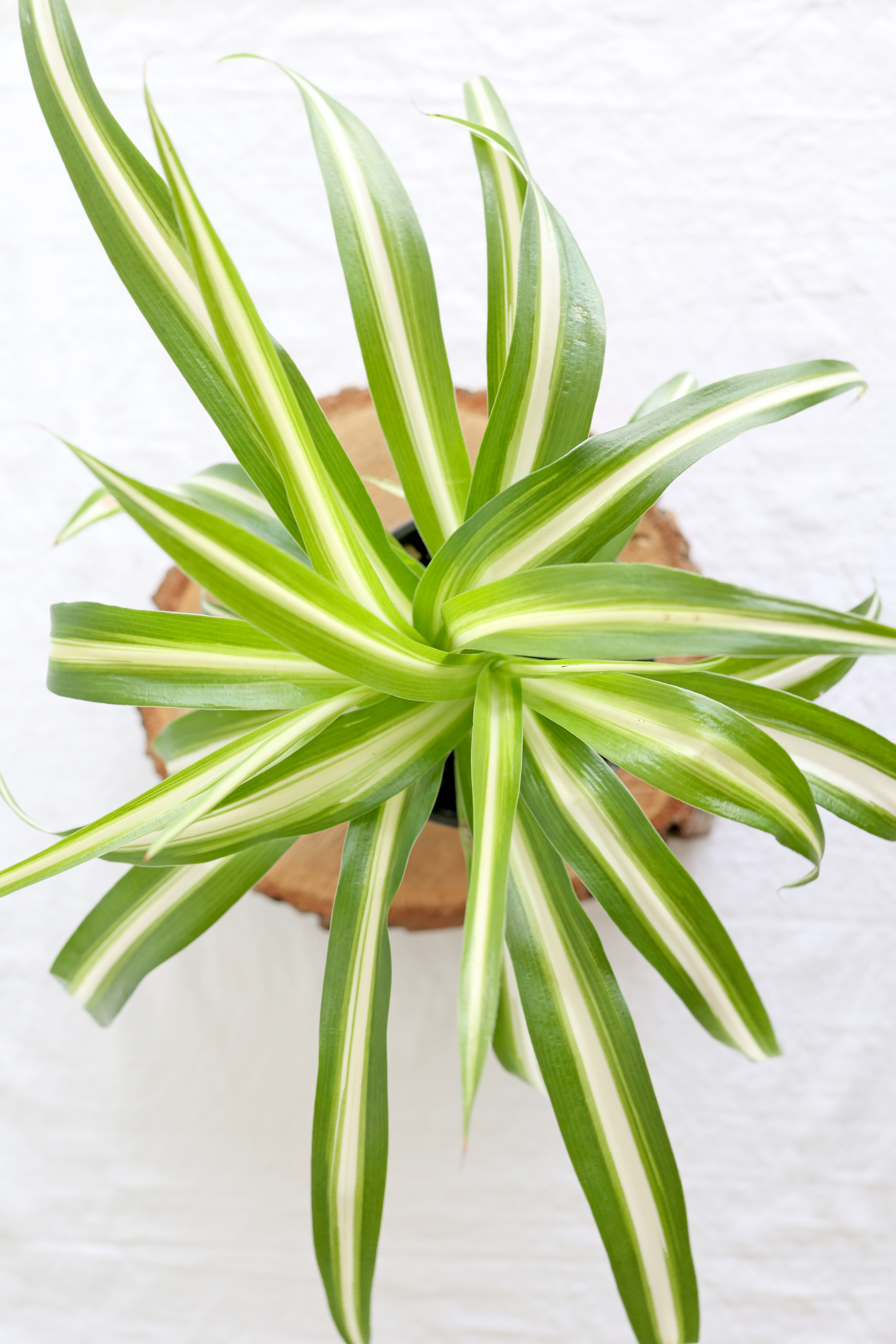 Spider Plant – Live Indoor Plant