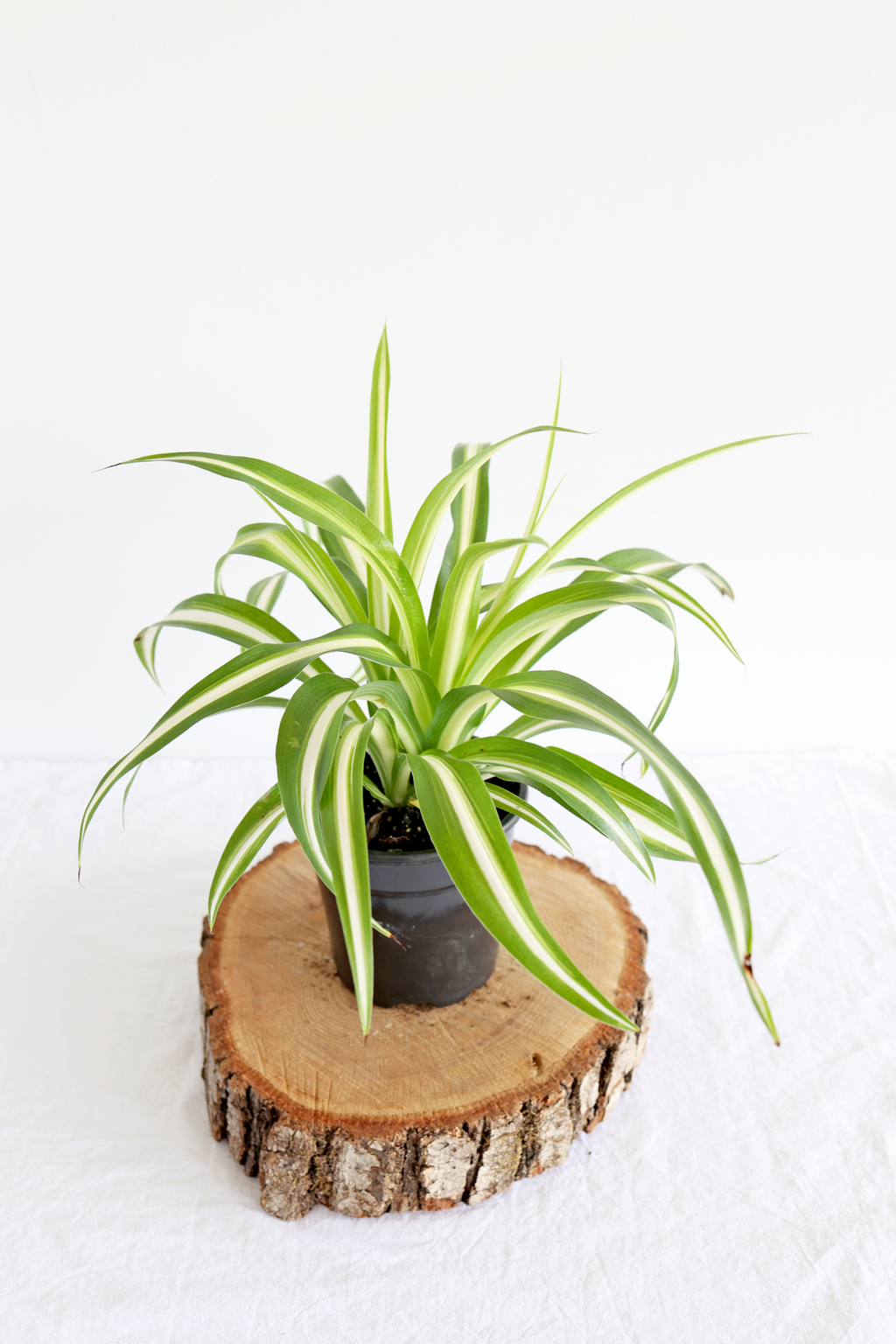 Spider Plant – Live Indoor Plant