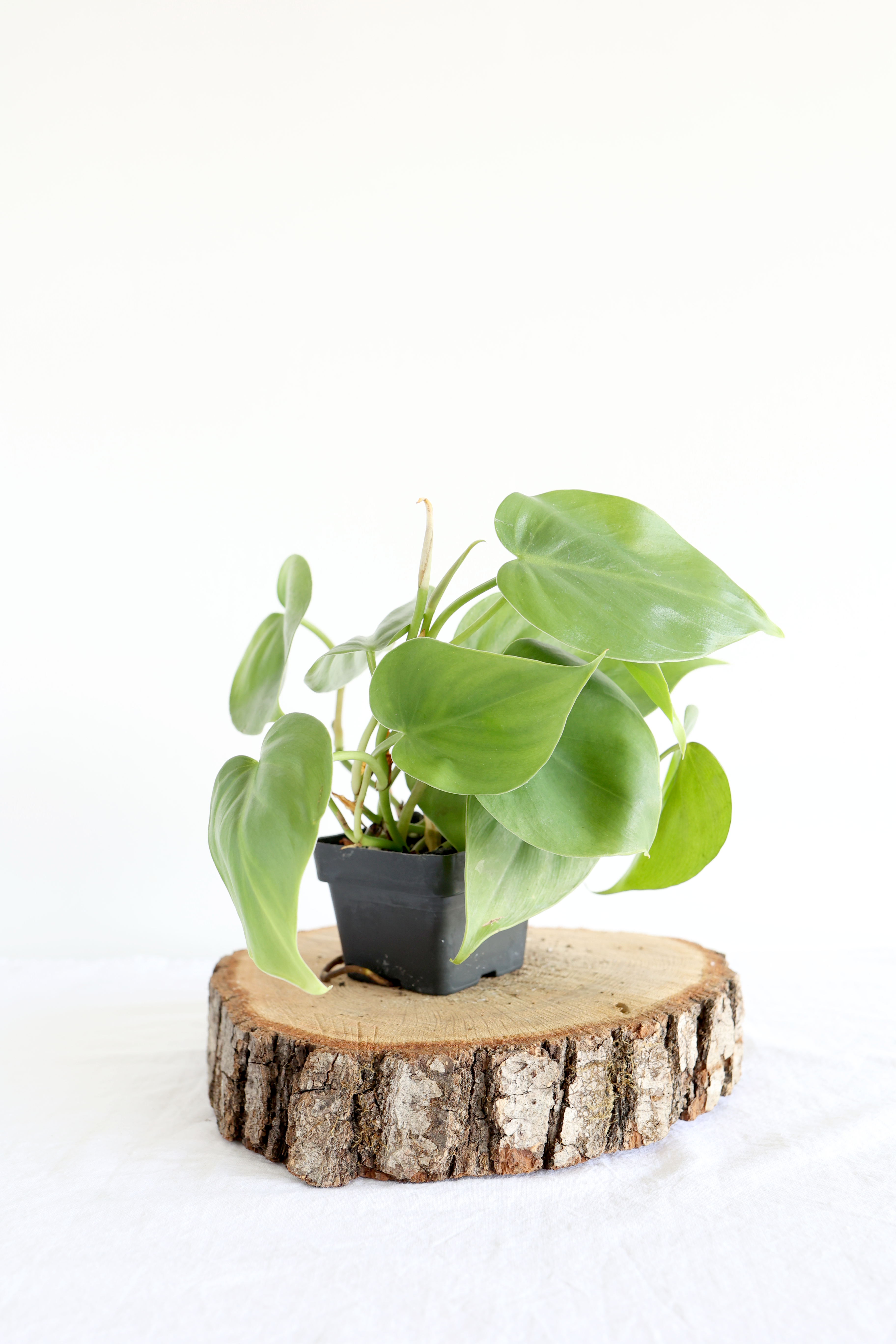 Heartleaf Philodendron – Live Indoor Plant