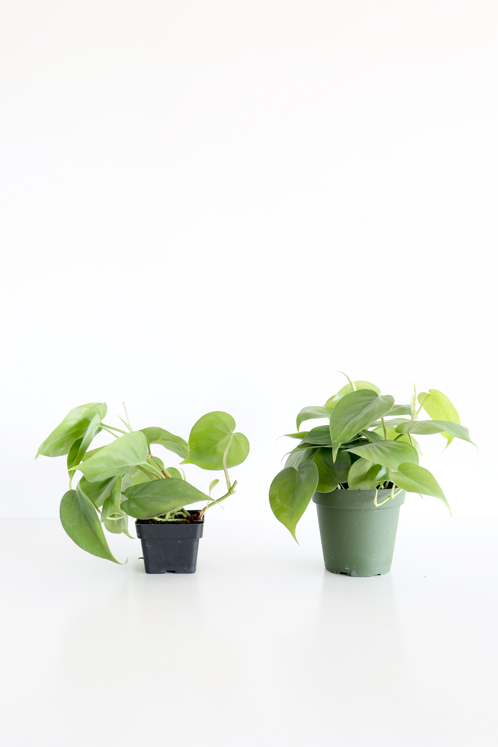 Heartleaf Philodendron – Live Indoor Plant