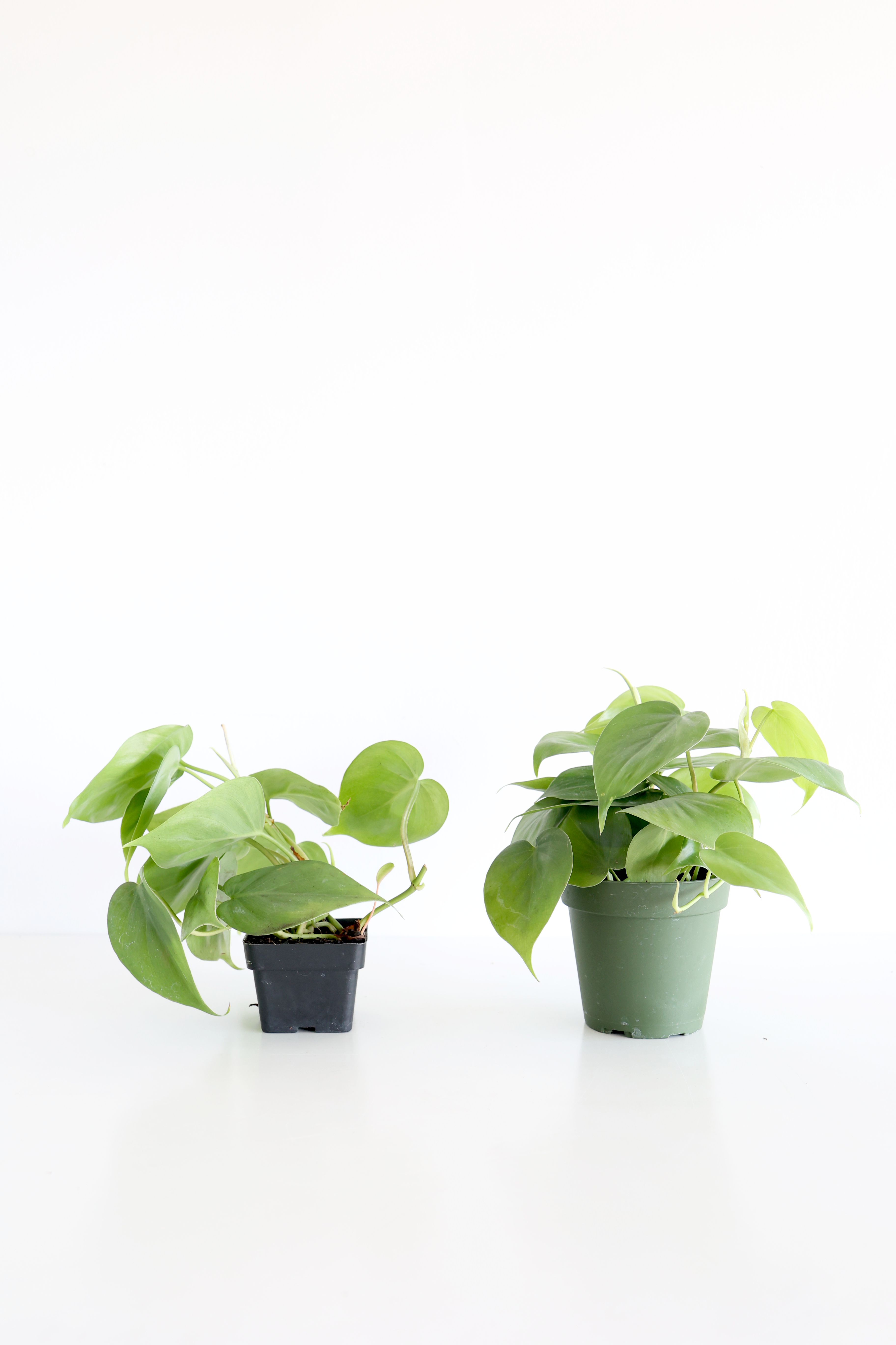 Heartleaf Philodendron – Live Indoor Plant