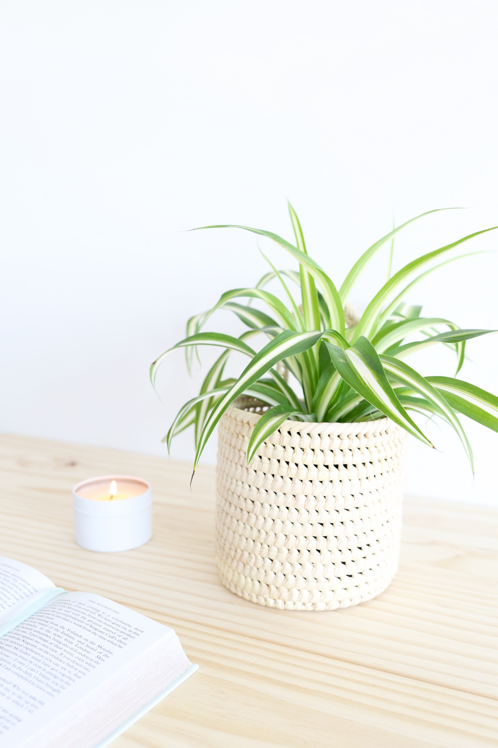 Spider Plant – Live Indoor Plant