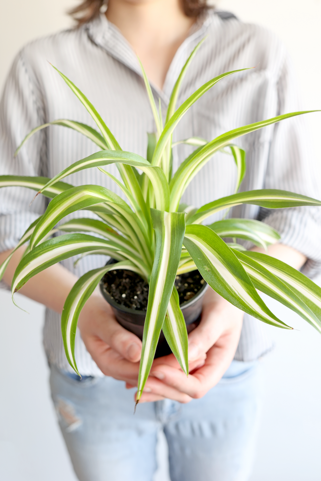 Spider Plant – Live Indoor Plant