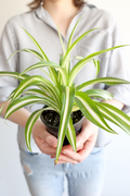 Spider Plant – Live Indoor Plant
