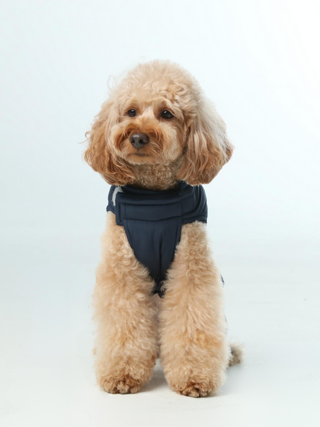 Reversible Dog Vest Jacket | Weatherproof Fleece | Blue | XS–XXL