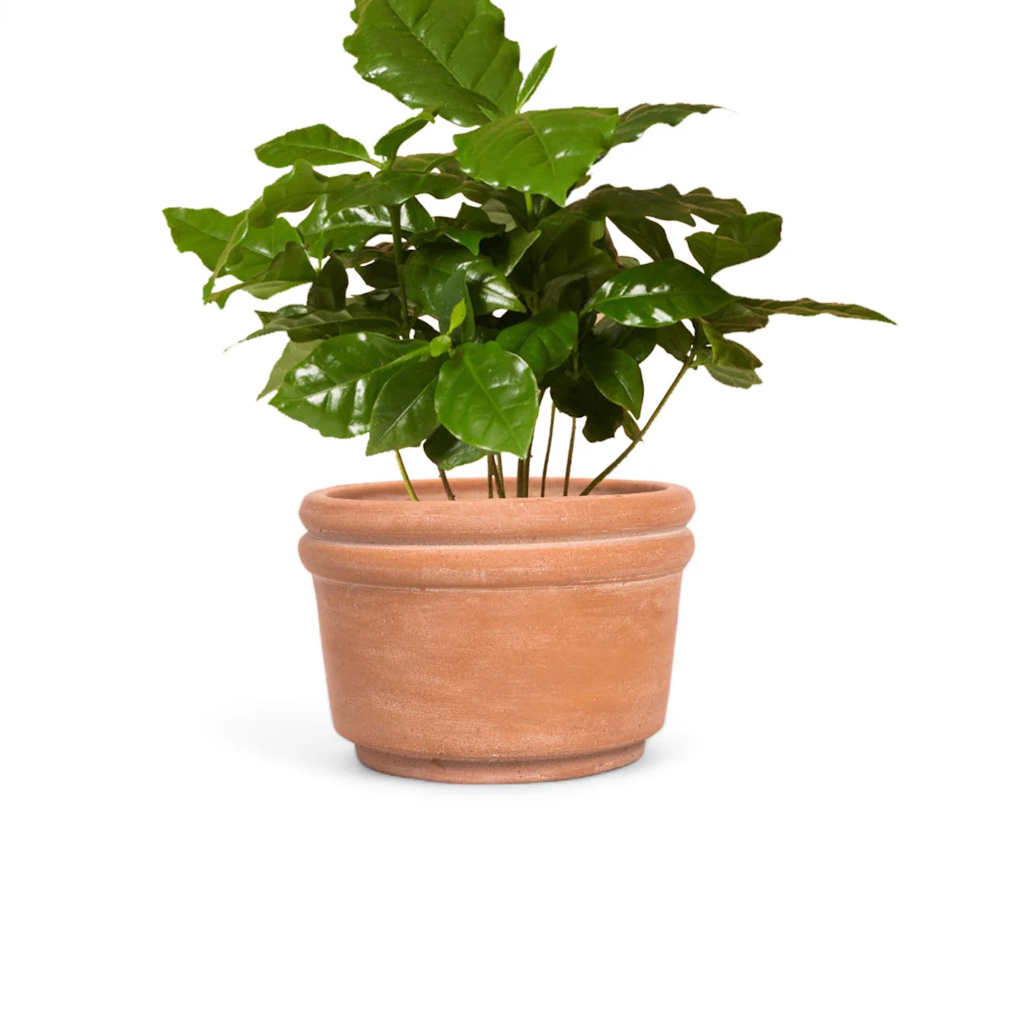 Felipe Small Terracotta Planter | 6.5" | Handcrafted in Honduras | Made to Order | Meso Goods