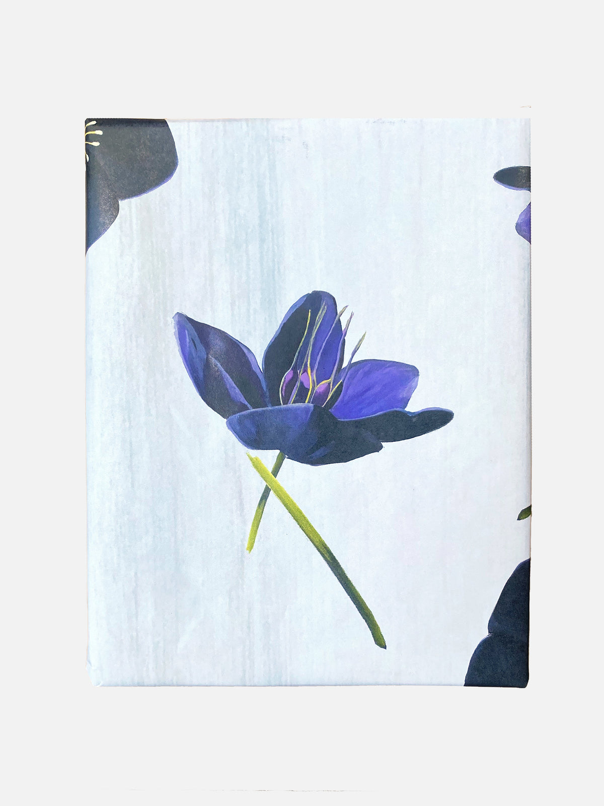 Gift Wrap:  Black Hellebore on Snow