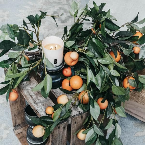 Citrus Tree | Orange Citrus Soy Candle | Tropical Citrus & Exotic Mountain Greens | 11 oz | 60-70 Hr Burn | TLC Candle Co.