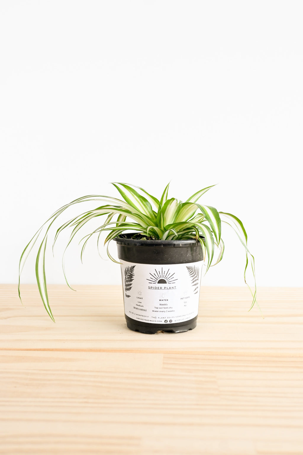 Spider Plant – Live Indoor Plant