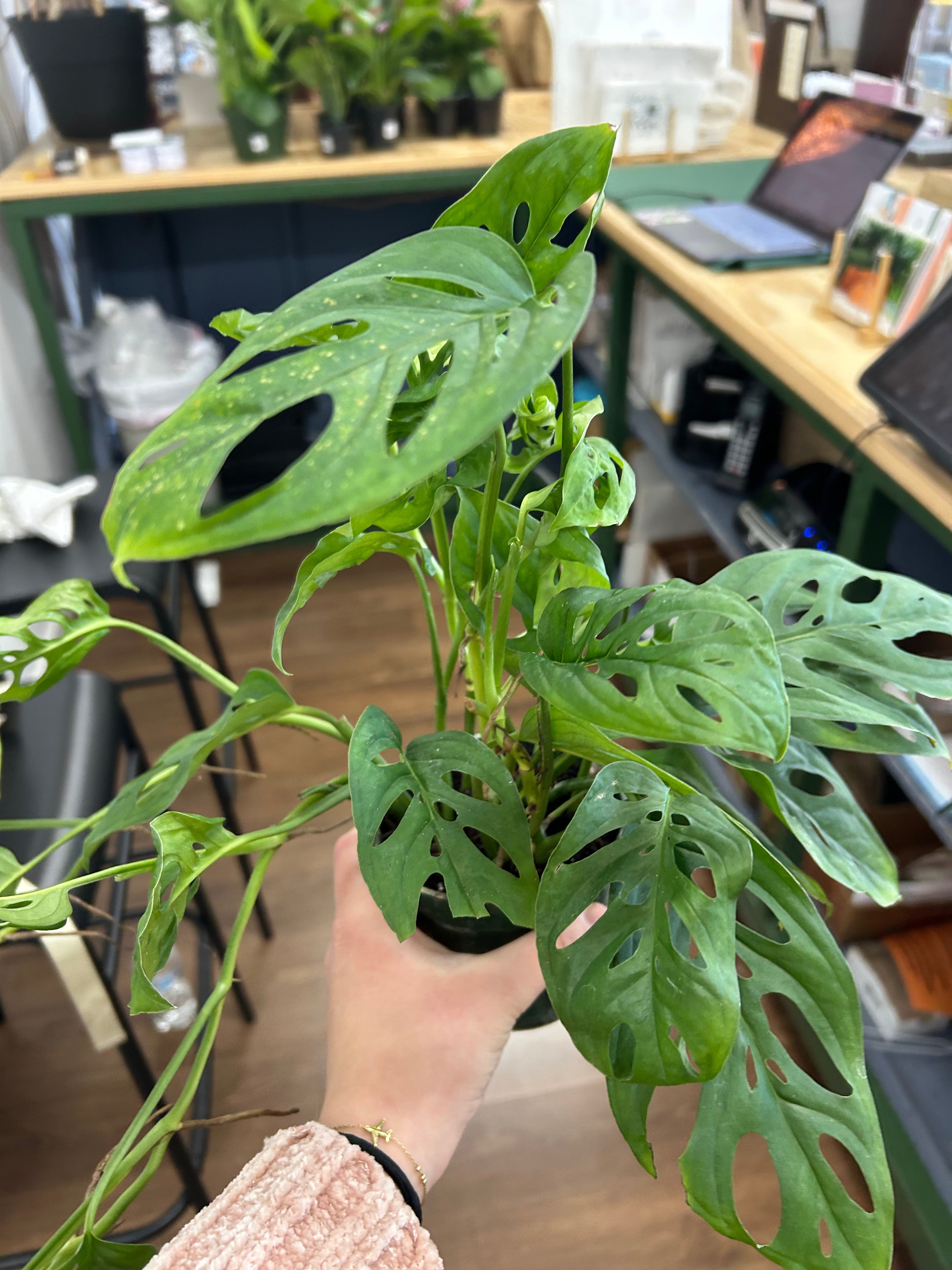 Swiss Cheese Plant – Live Indoor Plant