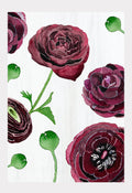 Black Ranunculus on Snow | Signed Botanical Art Print | 3 Sizes