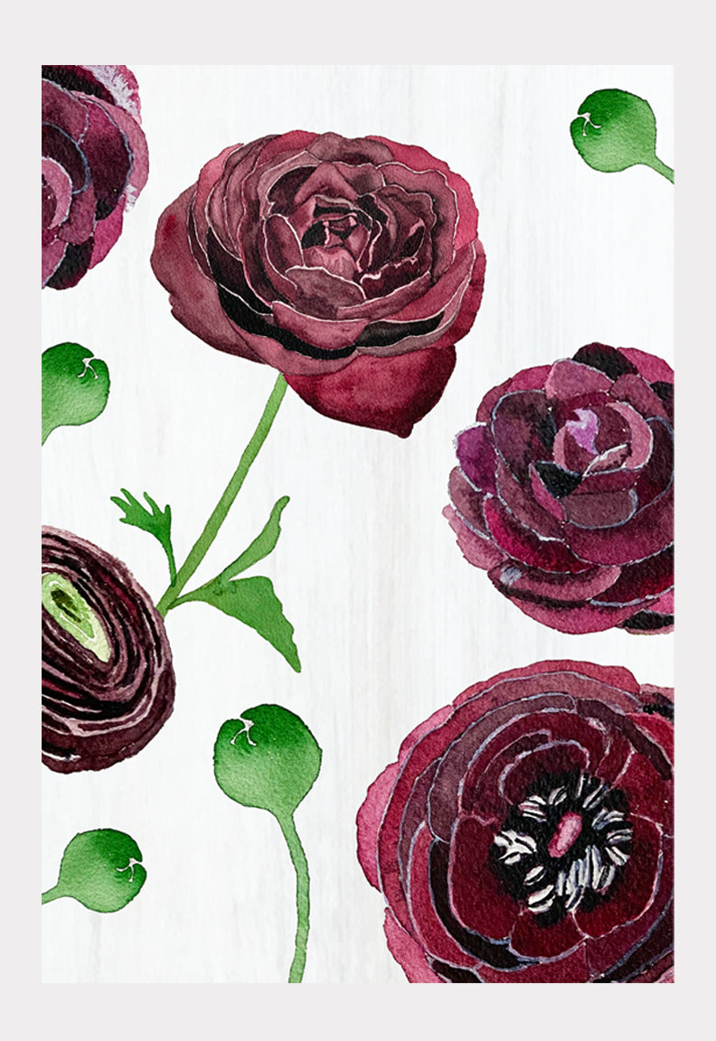 Black Ranunculus on Snow | Signed Botanical Art Print | 3 Sizes