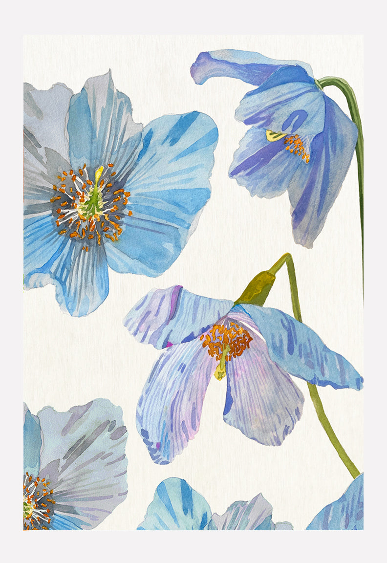 Art Print:  Himalayan Blue Poppies on Ecru