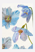 Art Print:  Himalayan Blue Poppies on Ecru