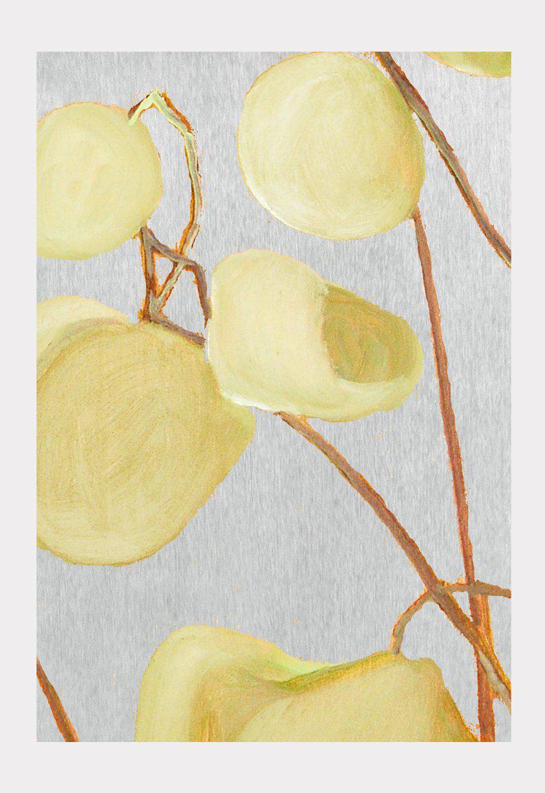 Art Print:  Milkweed on Pale Grey