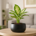 Metal Succulent Planter Tabletop Black
