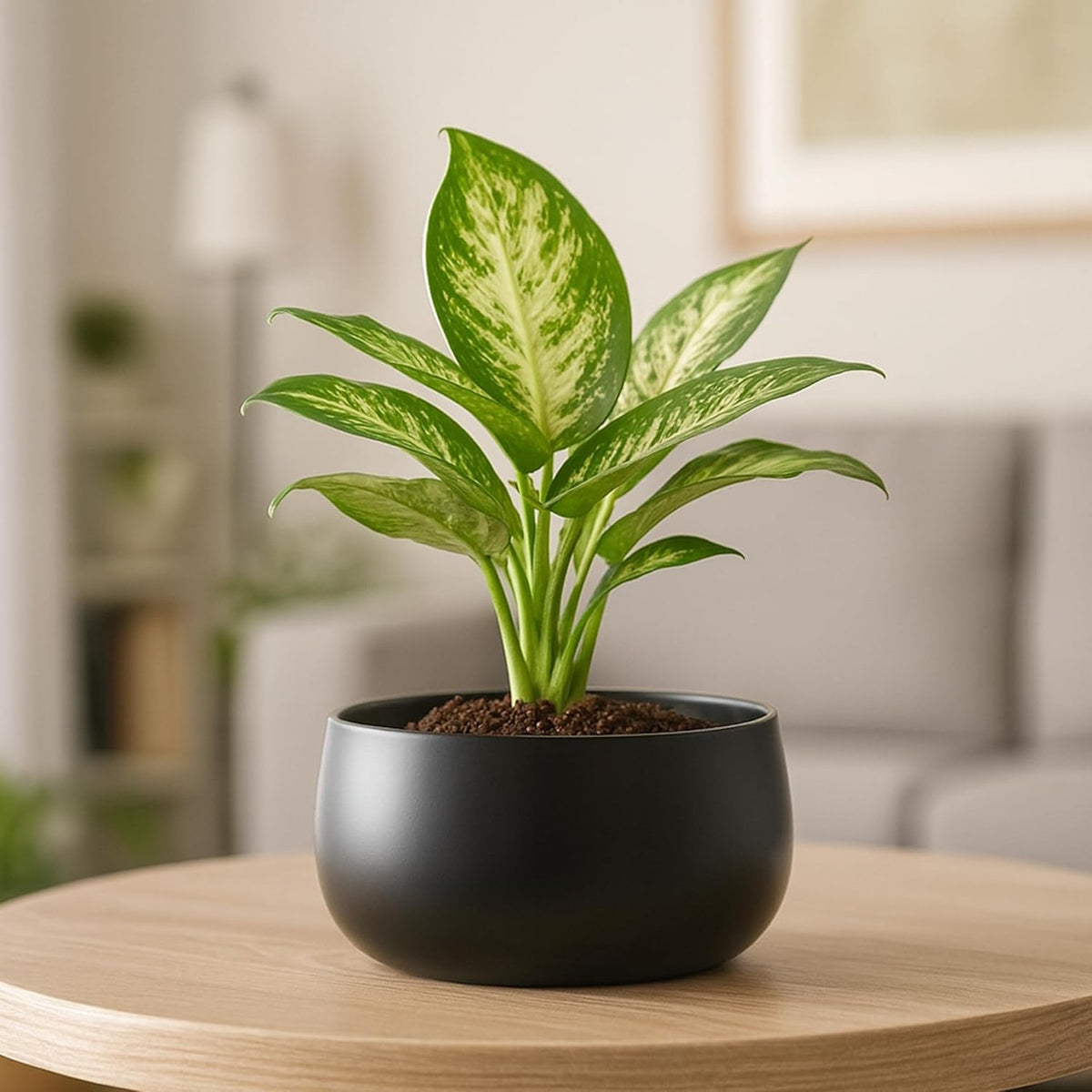 Metal Succulent Planter Tabletop Black