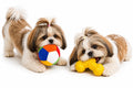 Tough Rubber Chew Toy for Dogs