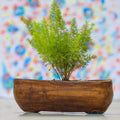 Rectangle Ceramic Planter Pot | Indoor & Outdoor | Modern Design