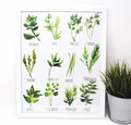 All About Herbs Art Print | 11" x 14" | Kitchen & Dining Decor | Easily Framable | 110 Weight Paper | Shelby Kregel Art